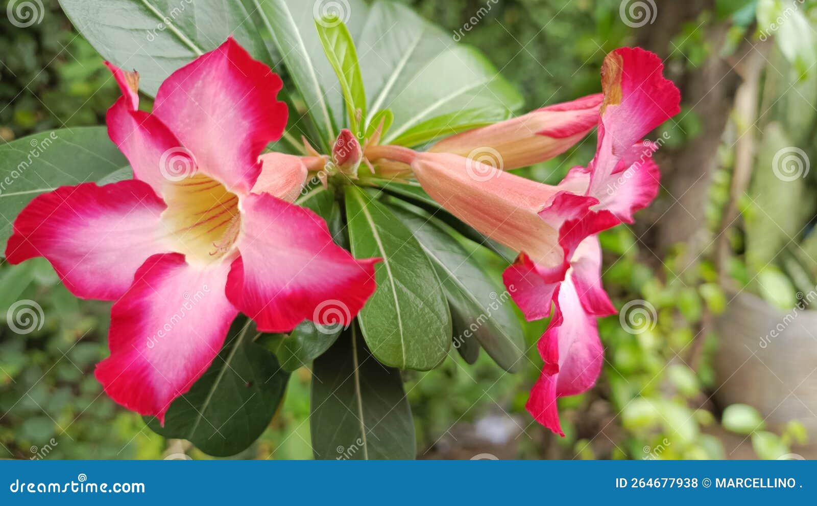 What a Beautiful Flower stock photo. Image of petal 264677938
