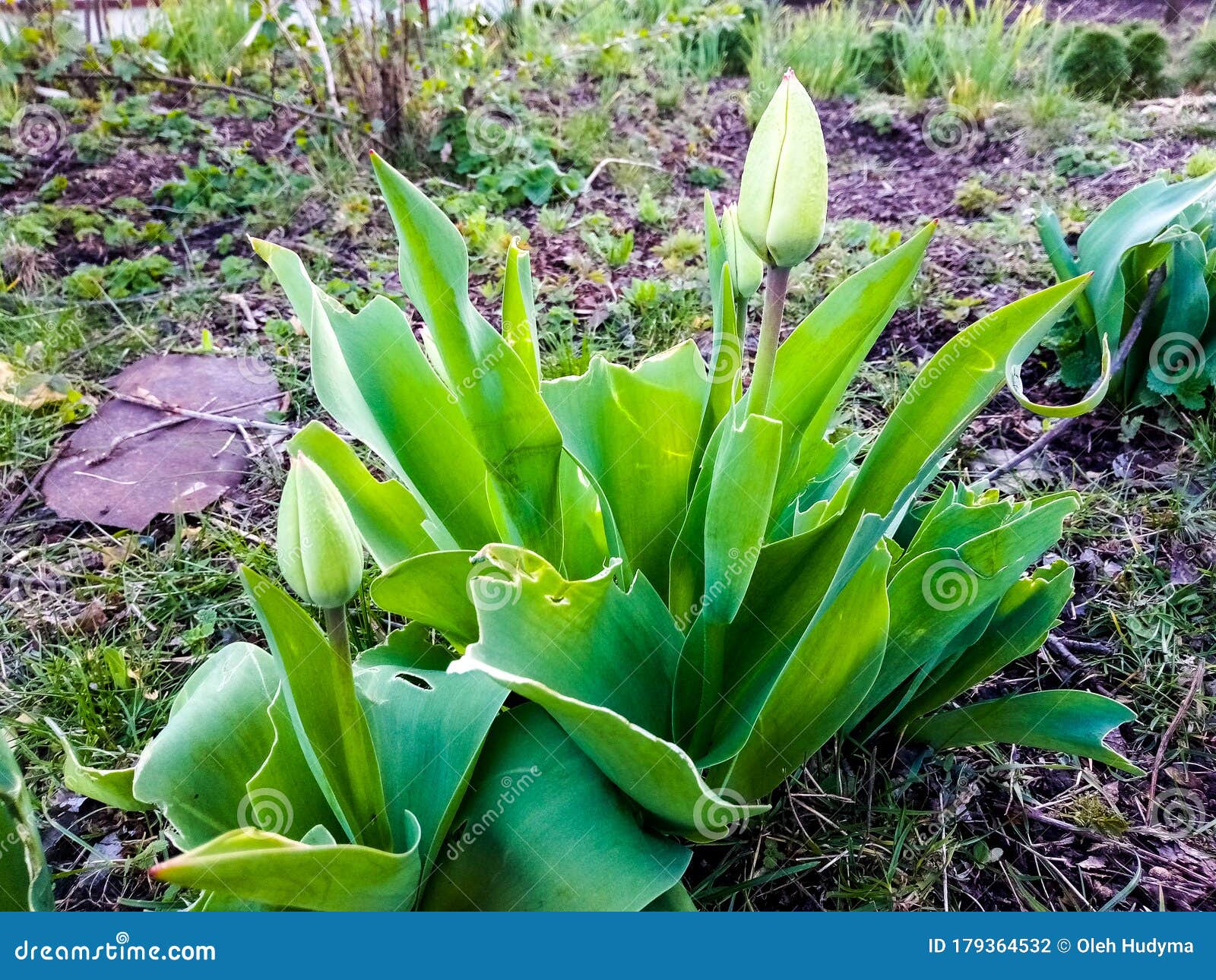 What Color Will the Tulip Be? Tulip Shot from the Side Stock Photo