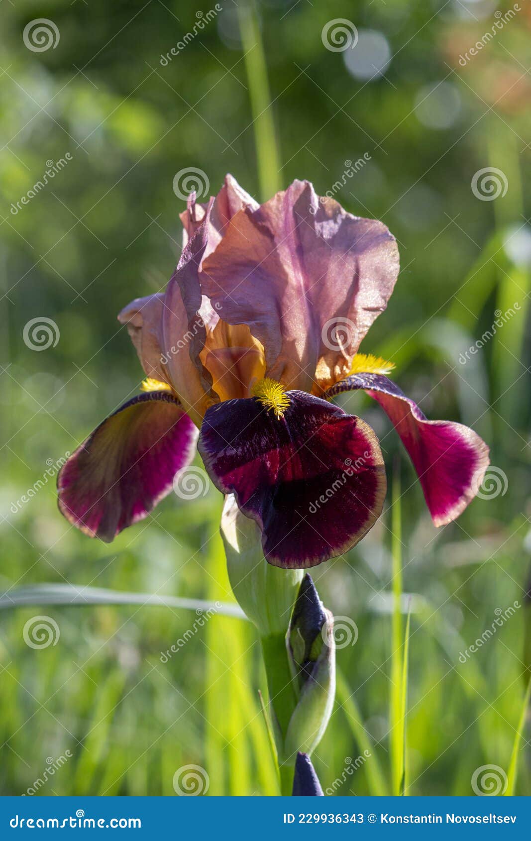 The Colourful Iris in Sun Lights Stock Image Image of blossom, wildflower 229936343