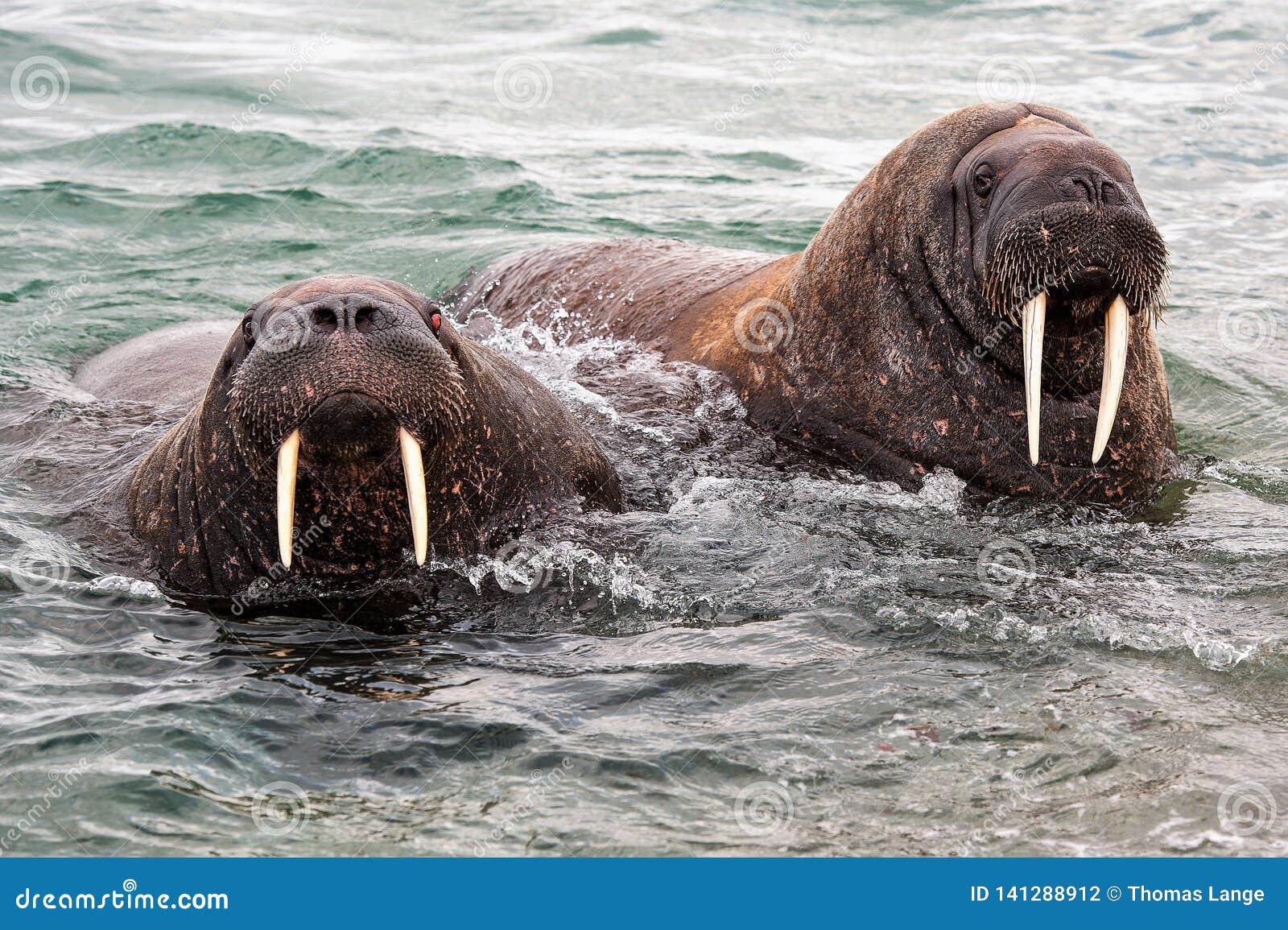 what a sight! heavyweights on the coast of svalbard