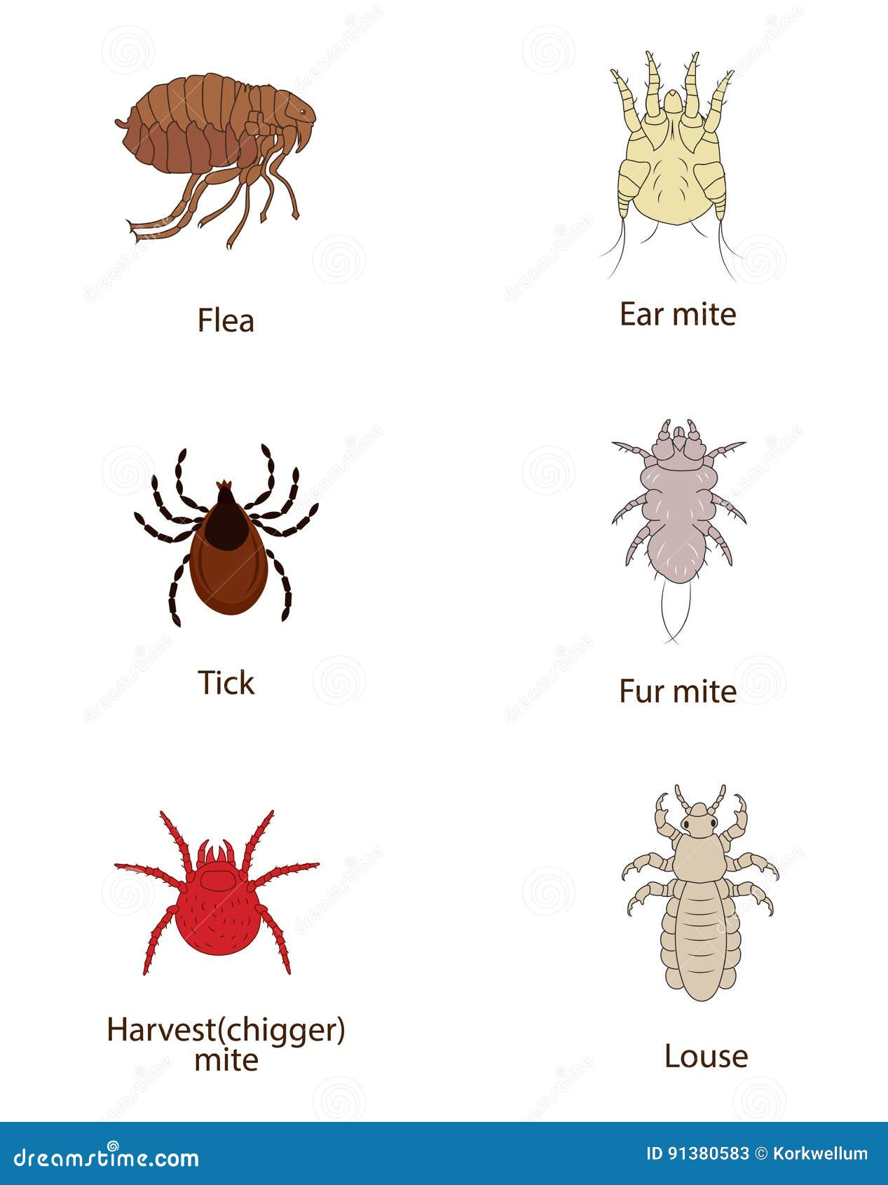what to know about parasites. skin and fur parasites  set. flea, tick, ear mite, fur mite, harvest mite, louse.