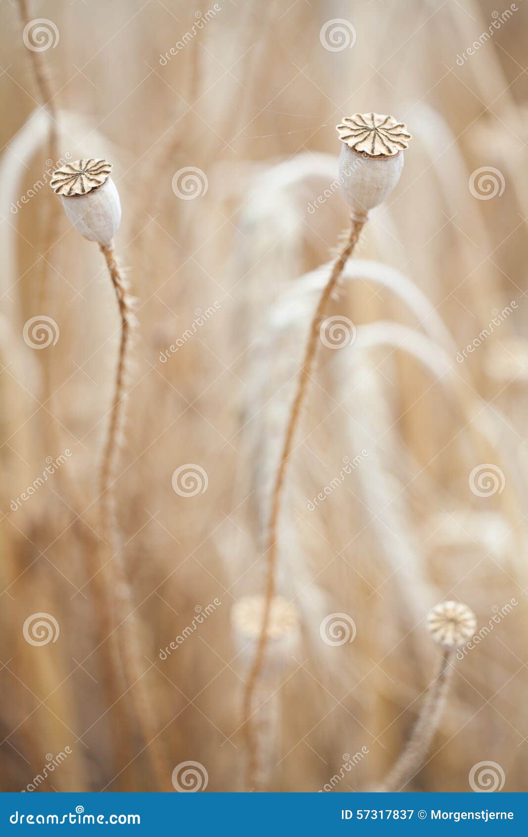 wheal and papaver dry with insect in yellow field