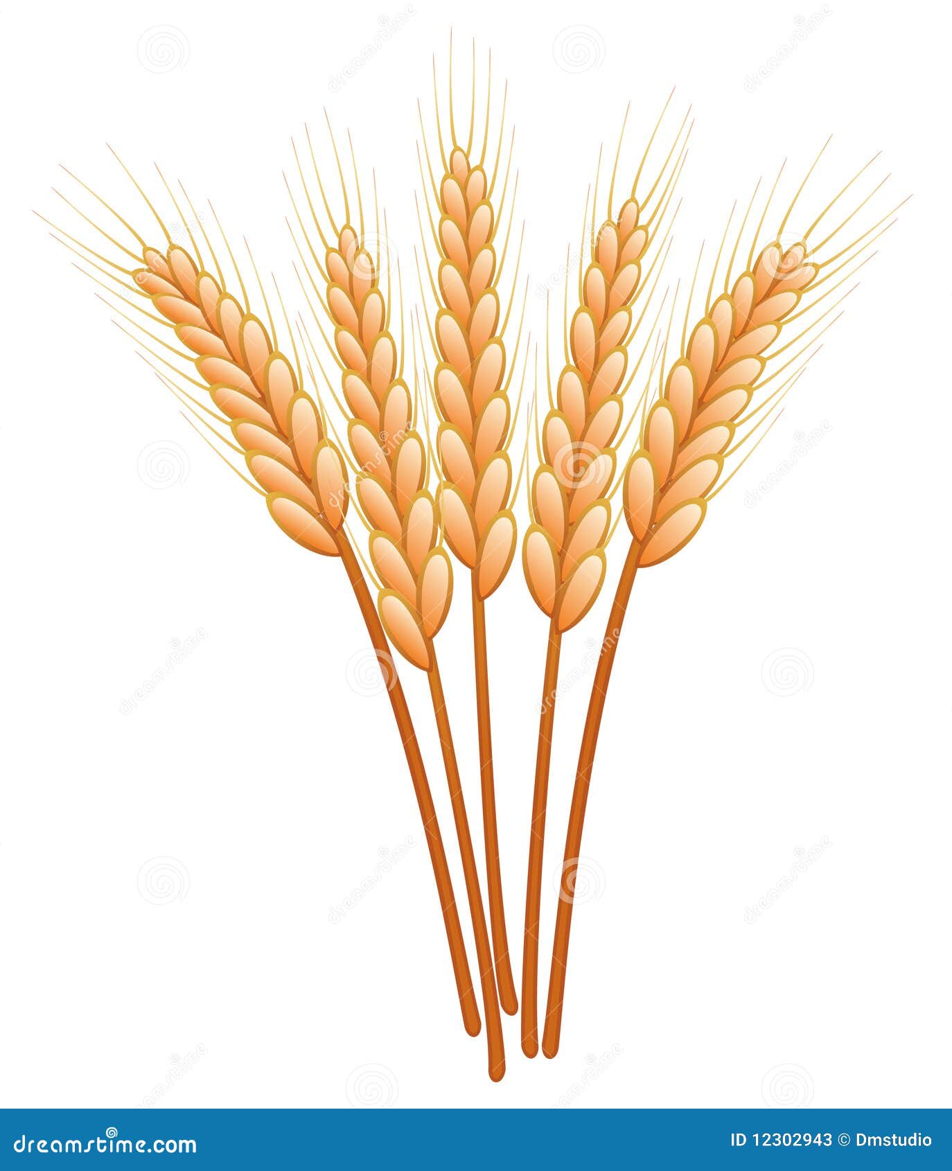 Wheat stock vector. Illustration of golden, design, band 12302943