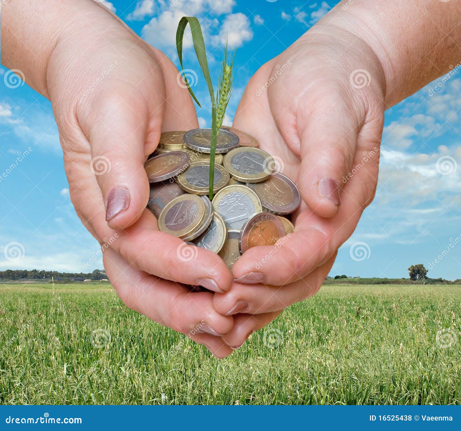 Wheat As a Gift of Agriculture Stock Photo Image of grain, coin 16525438