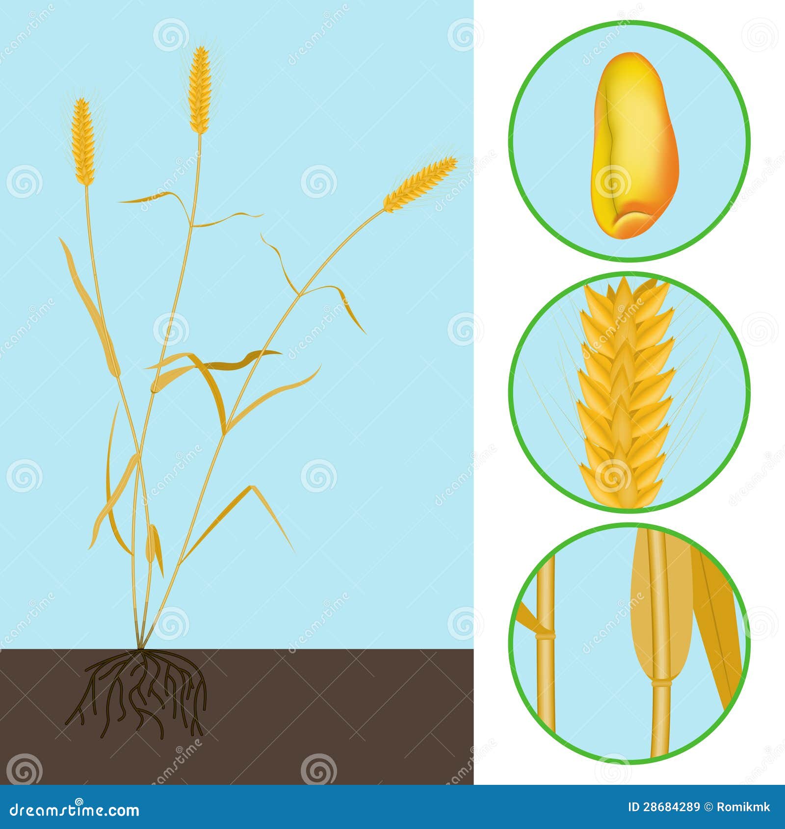 Wheat as a plant stock illustration. Illustration of botany - 28684289