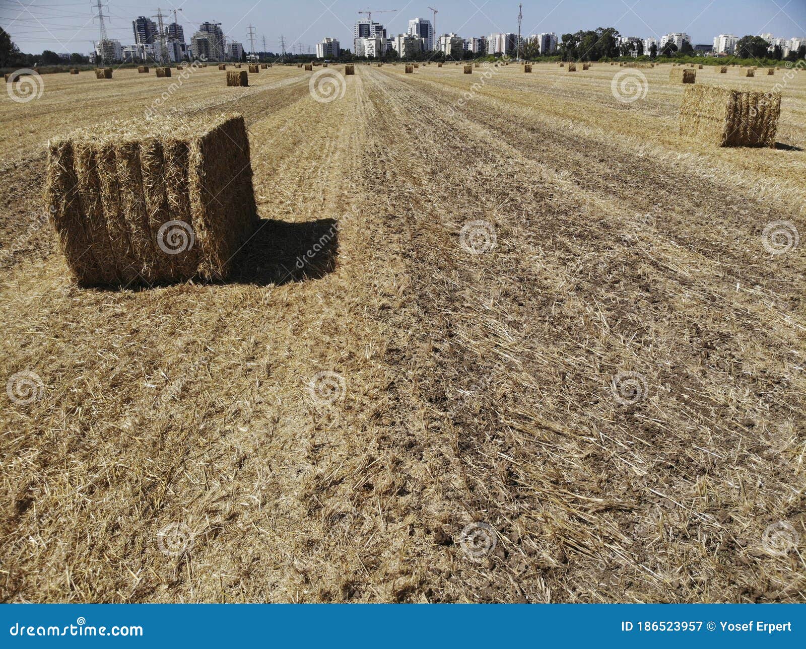 Wheat bales on the field stock image. Image of grain 186523957