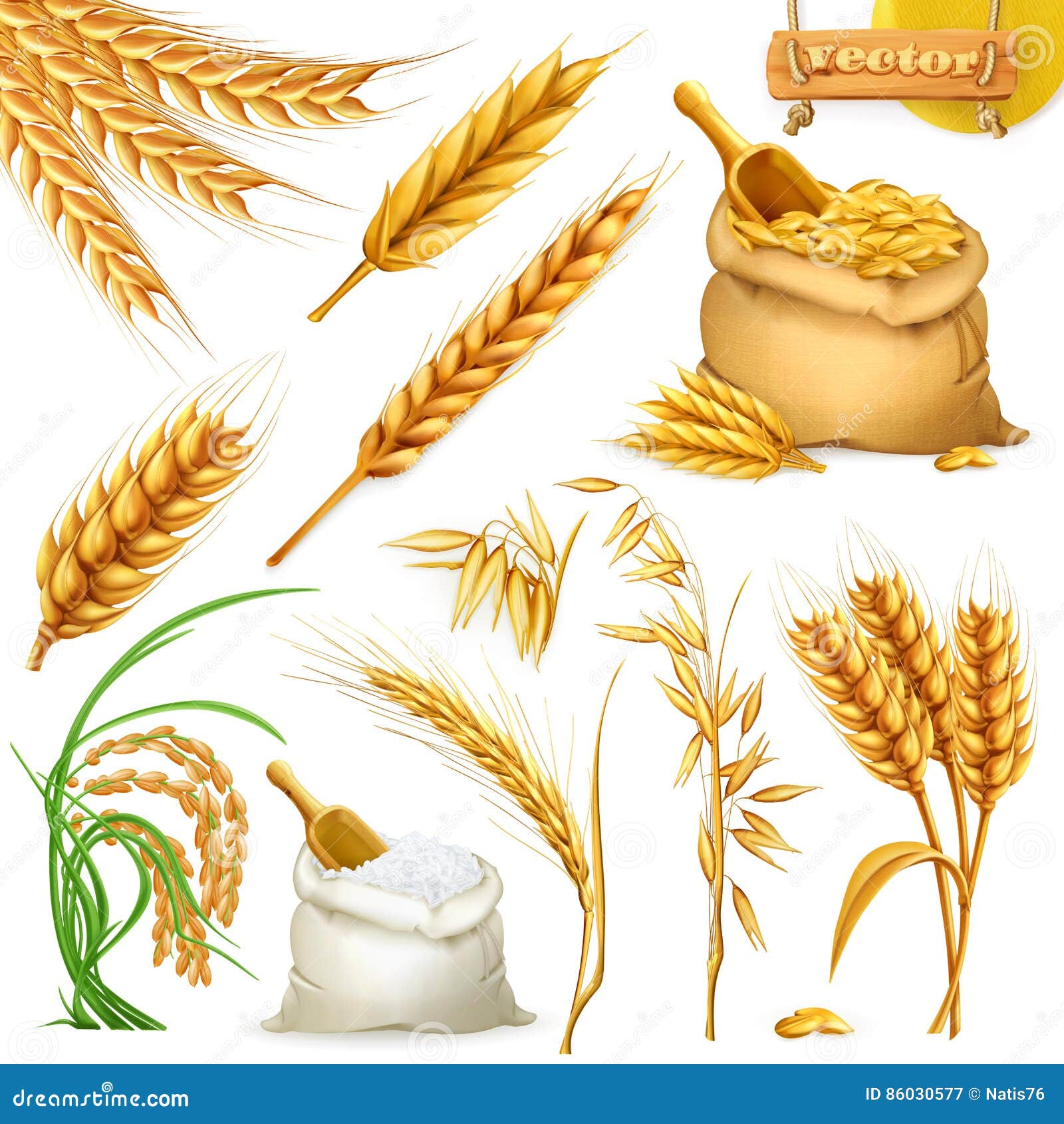 wheat, barley, oat and rice. cereals icon  set