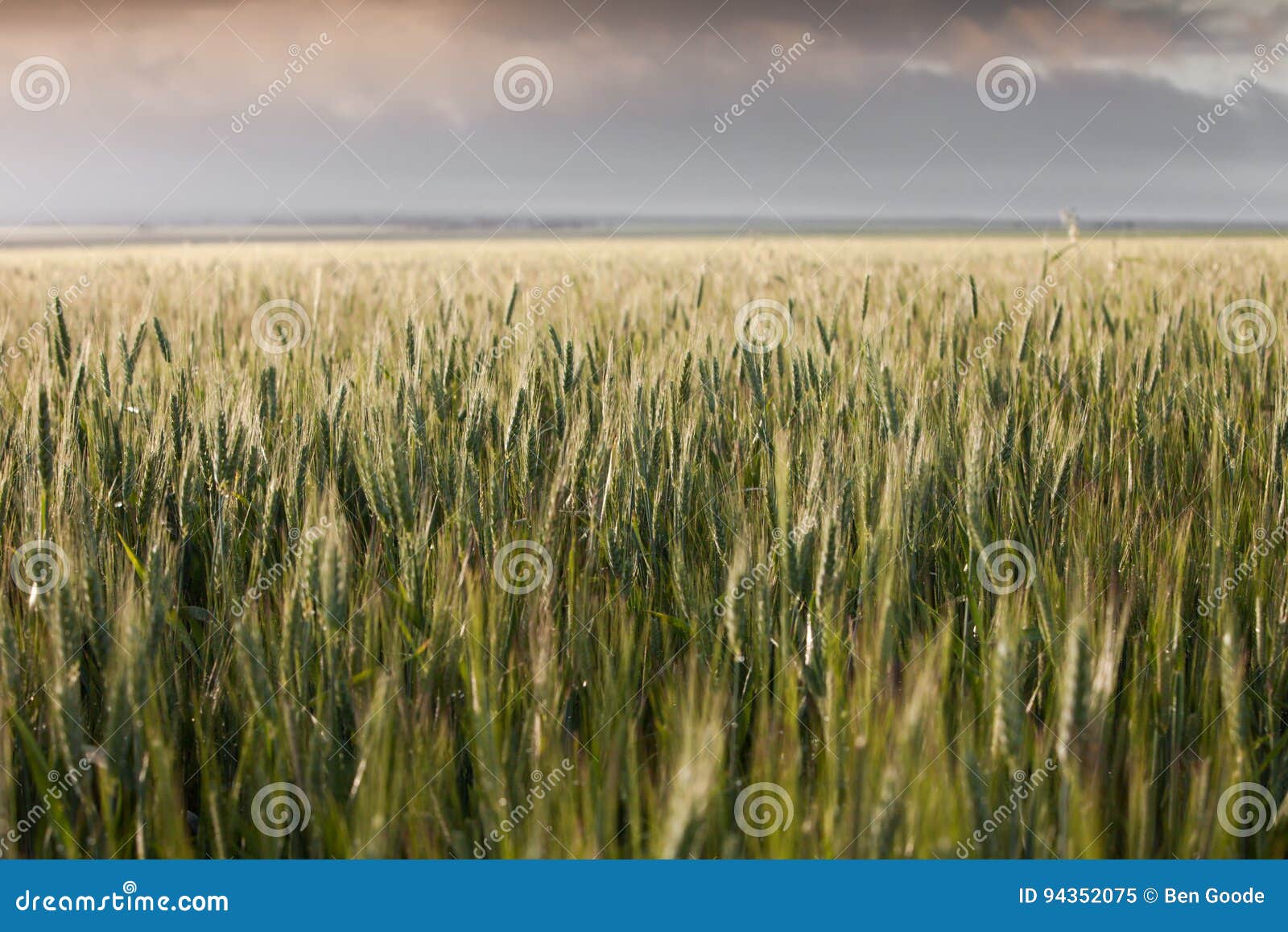 Wheat belt stock image. Image of rural, scenic, artistic 94352075