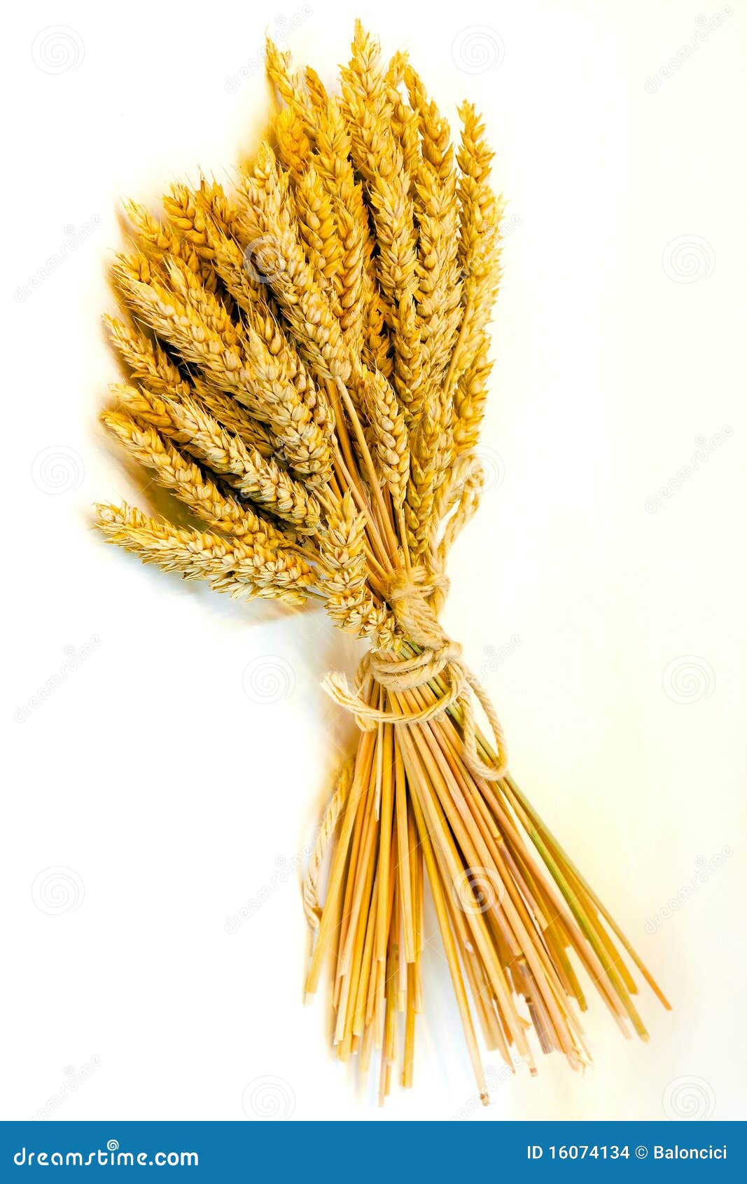 Wheat bundle stock photo. Image of wheat, yellow, grains - 16074134