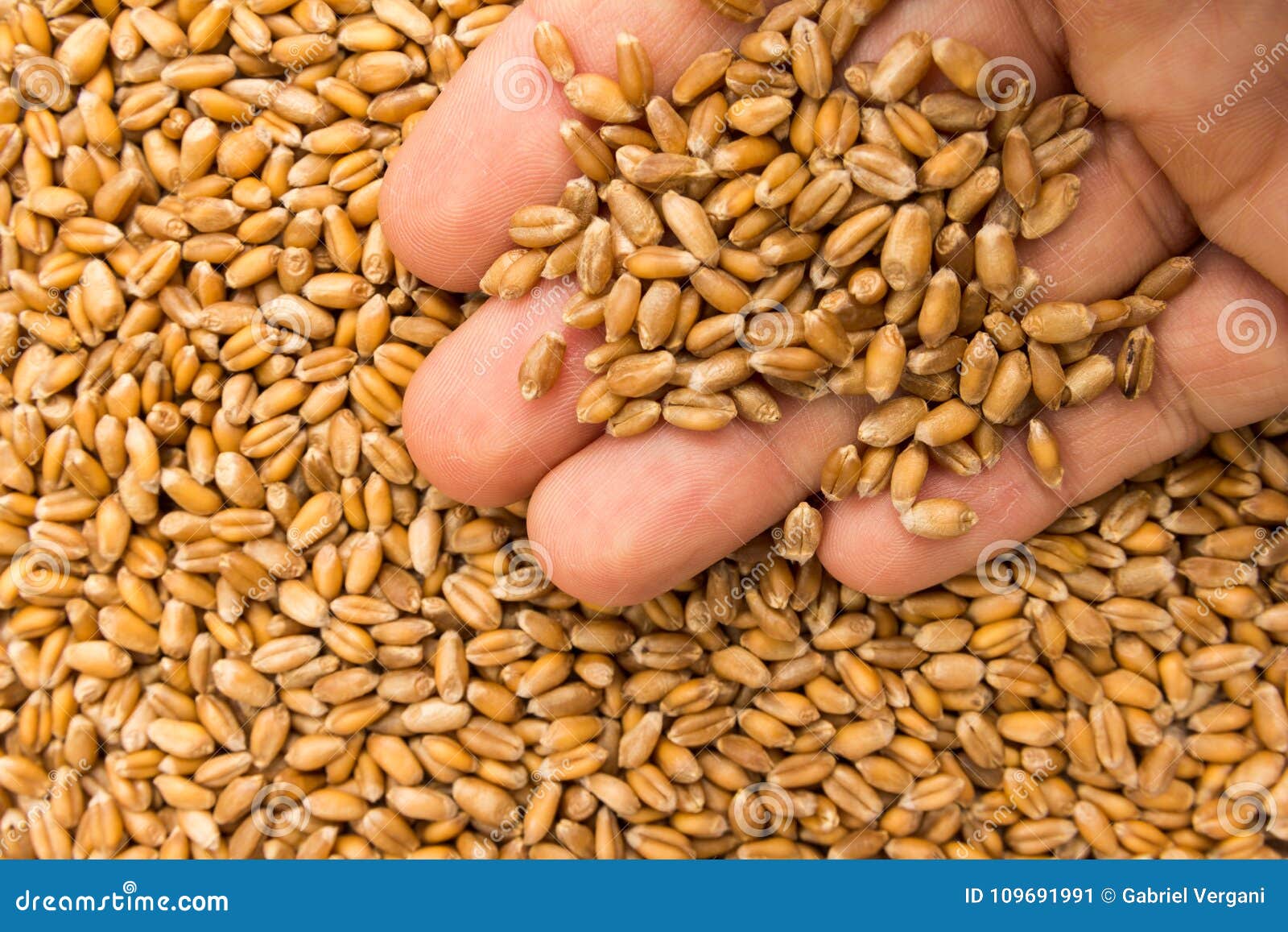 wheat cereal grain. person with grains in hand. macro. whole foo