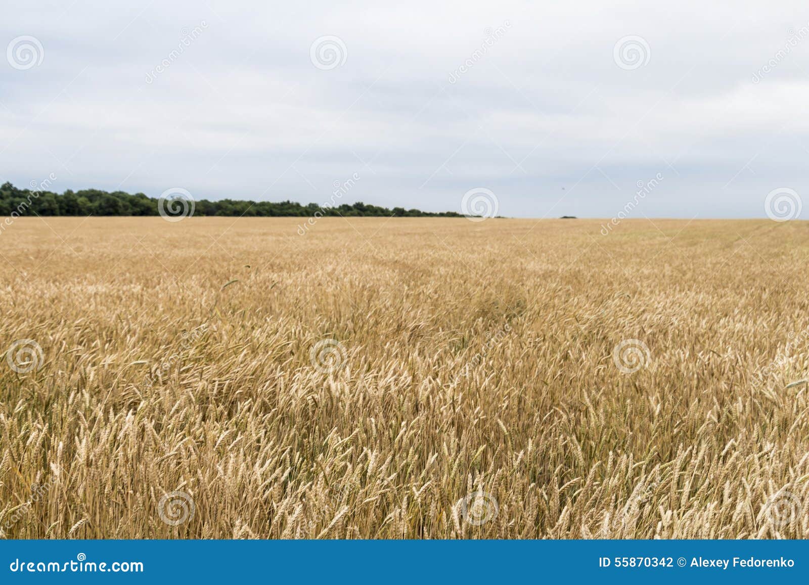 Wheat Corn Harvest in Ukraine Stock Photo Image of golden, agro 55870342