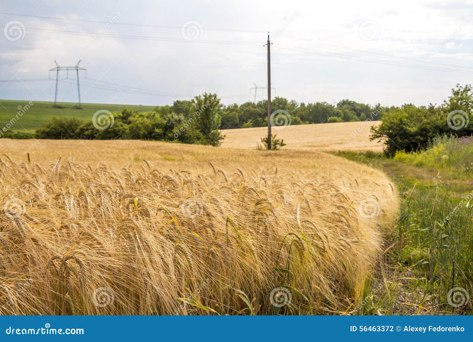 Wheat Corn Harvest in Ukraine Stock Photo Image of south, full 56463372