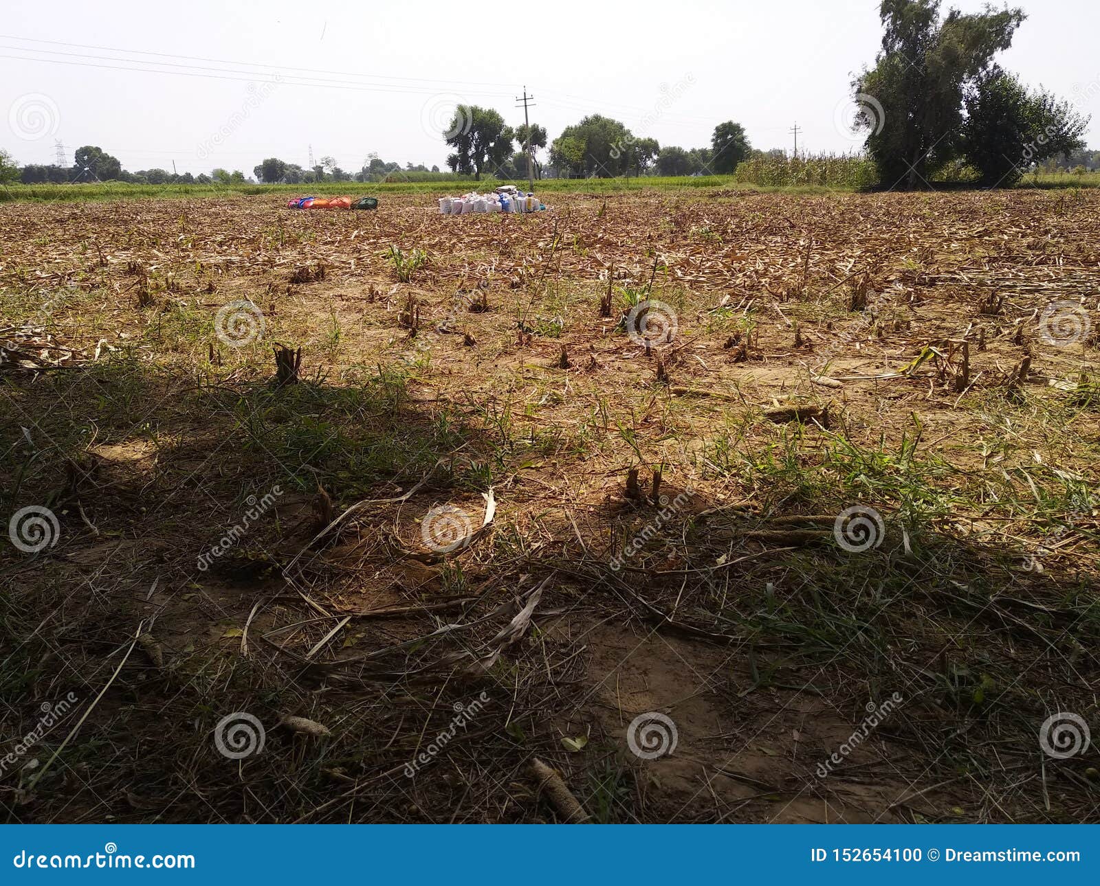 Wheat crop cutting stock photo. Image of area, cost 152654100