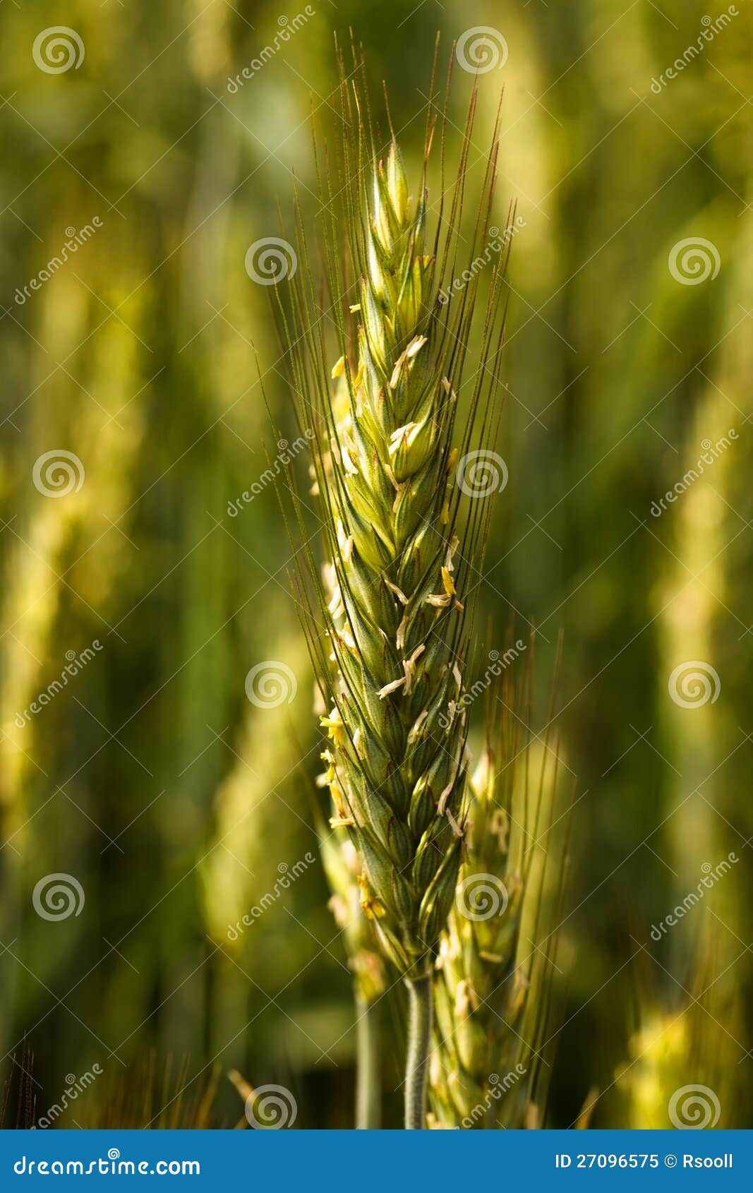 Pollination Of Wheat With Bees. A Bee Sucks Nectar On A Spikelet Of