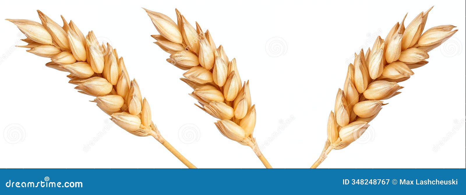 wheat ear close-up  on white background with clipping path, hight detailed upscaled image