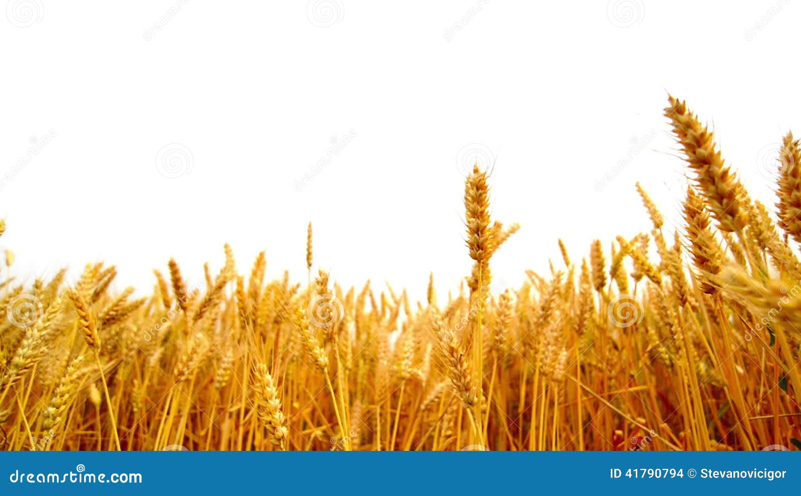 Wheat Ears in the Agricultural Cultivated Field Over White Background.  Stock Footage - Video of land, crop: 41790794