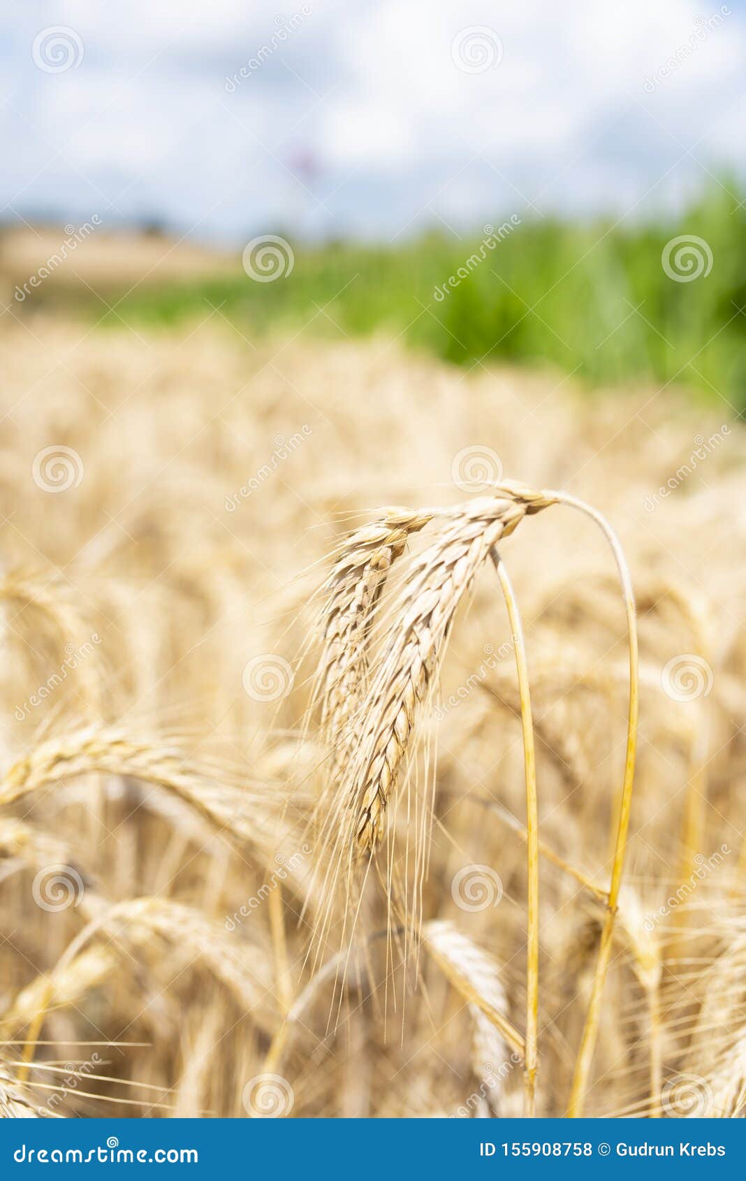 Wheat ears on a cornfield stock photo. Image of light 155908758