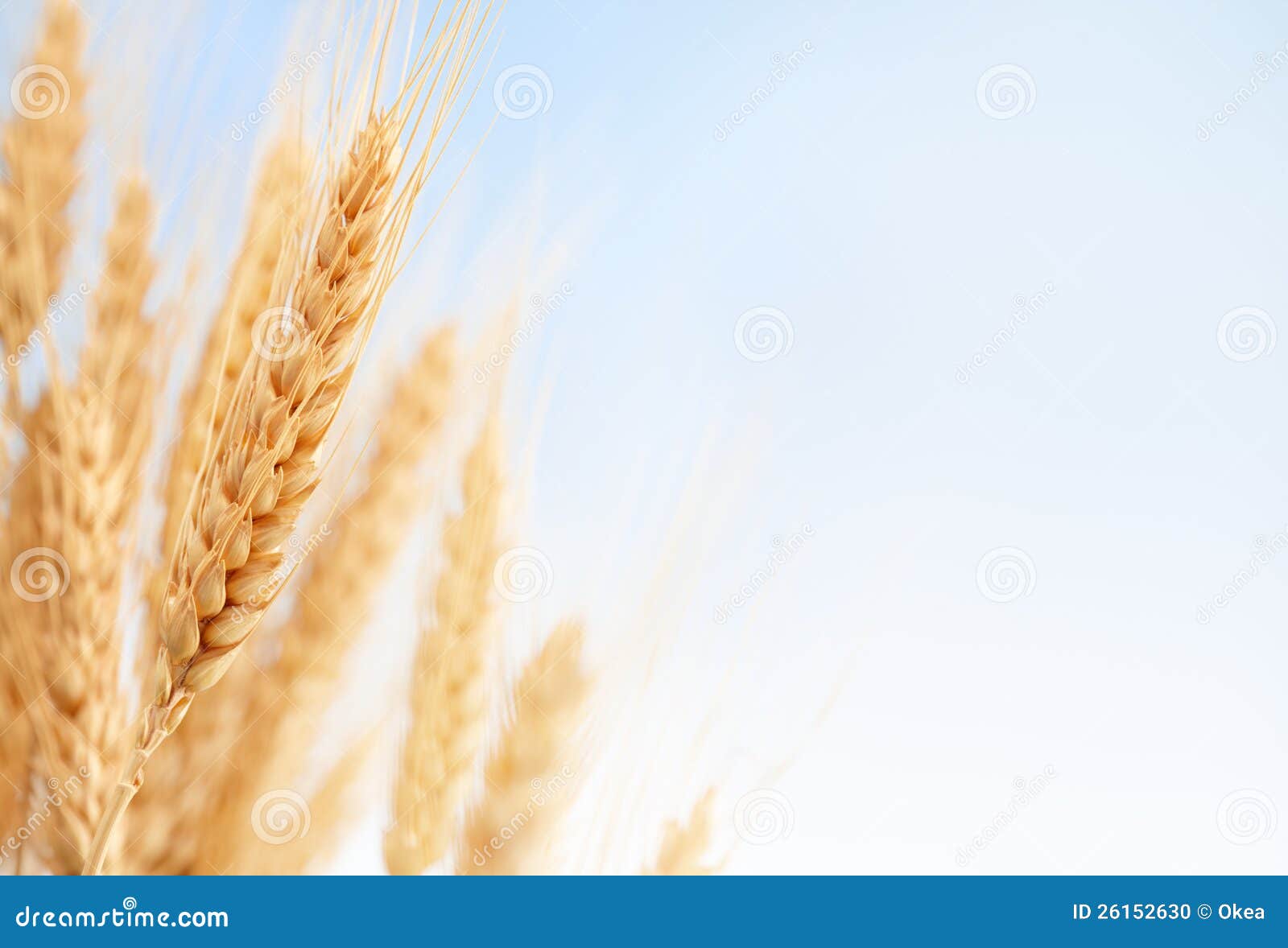 wheat ears in the farm