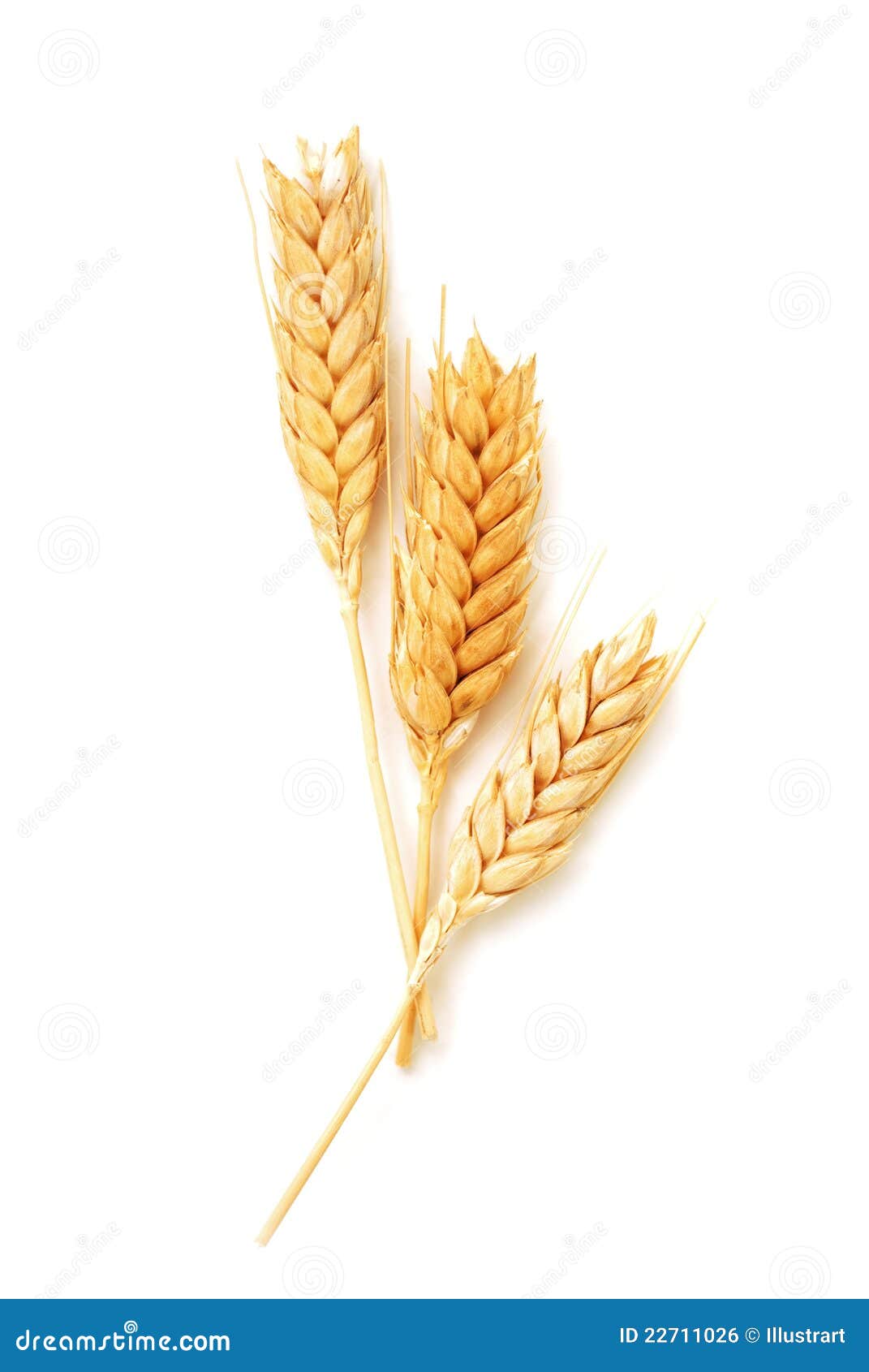 wheat ears 