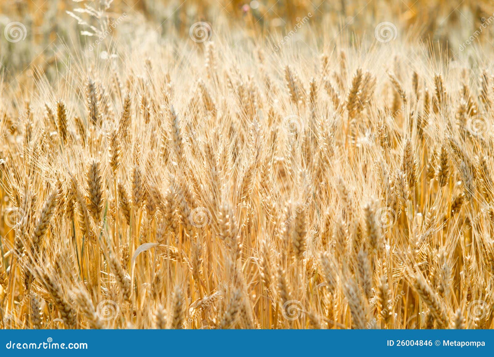 Sunny wheat field with grown ears