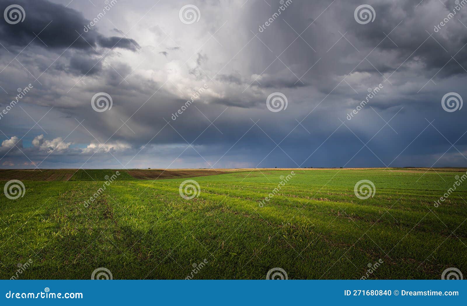 wheat field adn sky in early summer