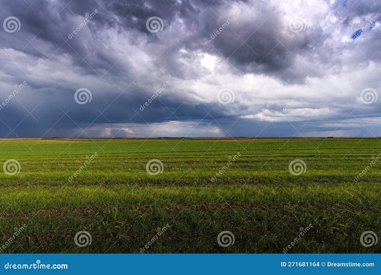 wheat field adn sky in early summer