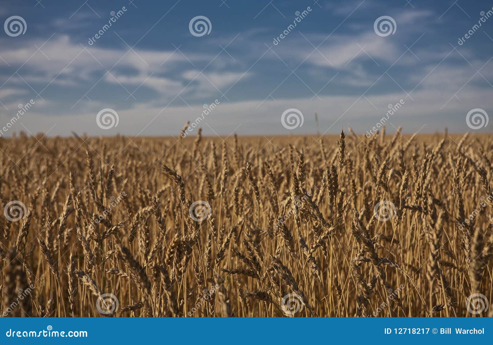 Wheat field in Alberta stock image. Image of harvest 12718217