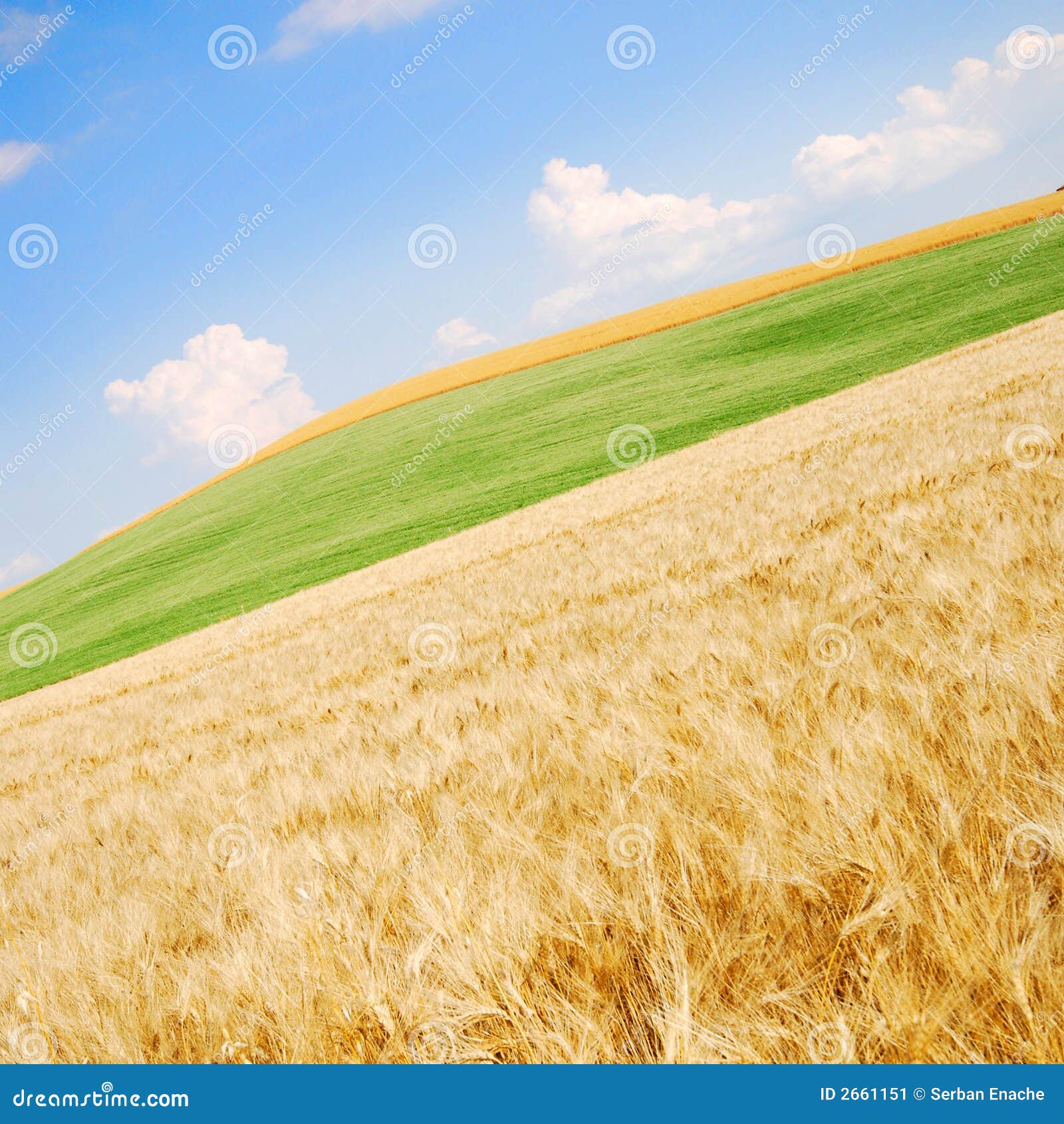 wheat field angled