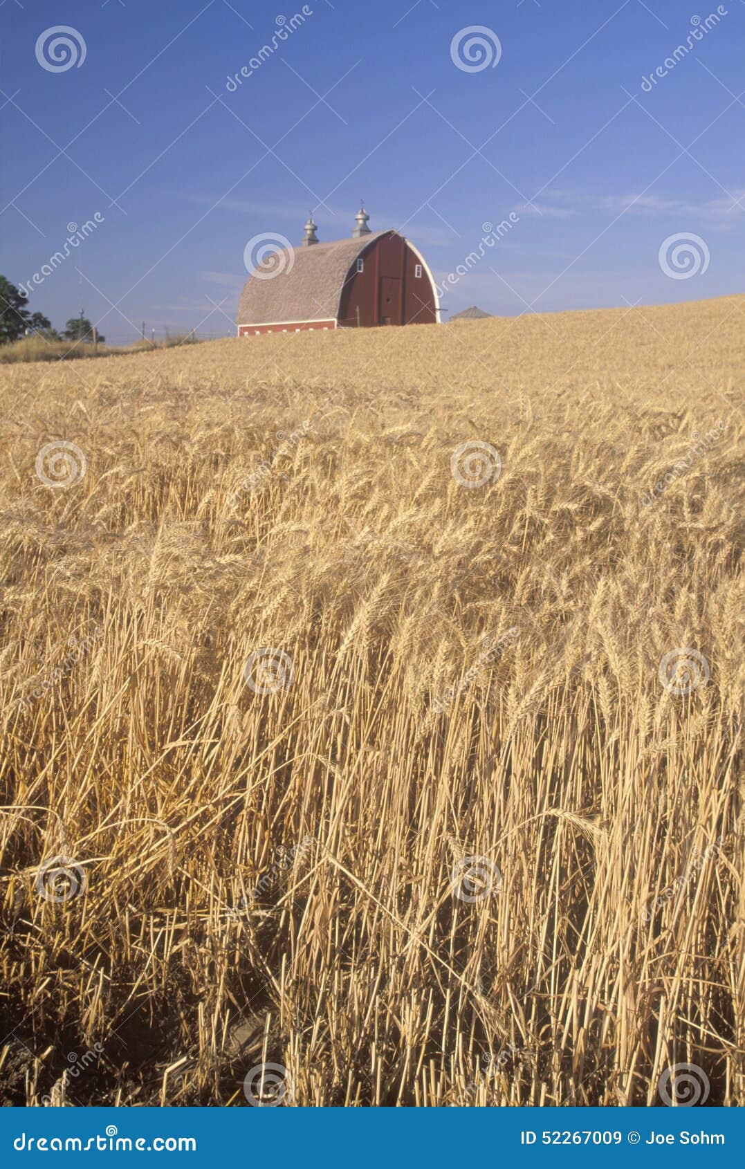 A Wheat Field and Barn in Southeast WA Stock Image Image of america