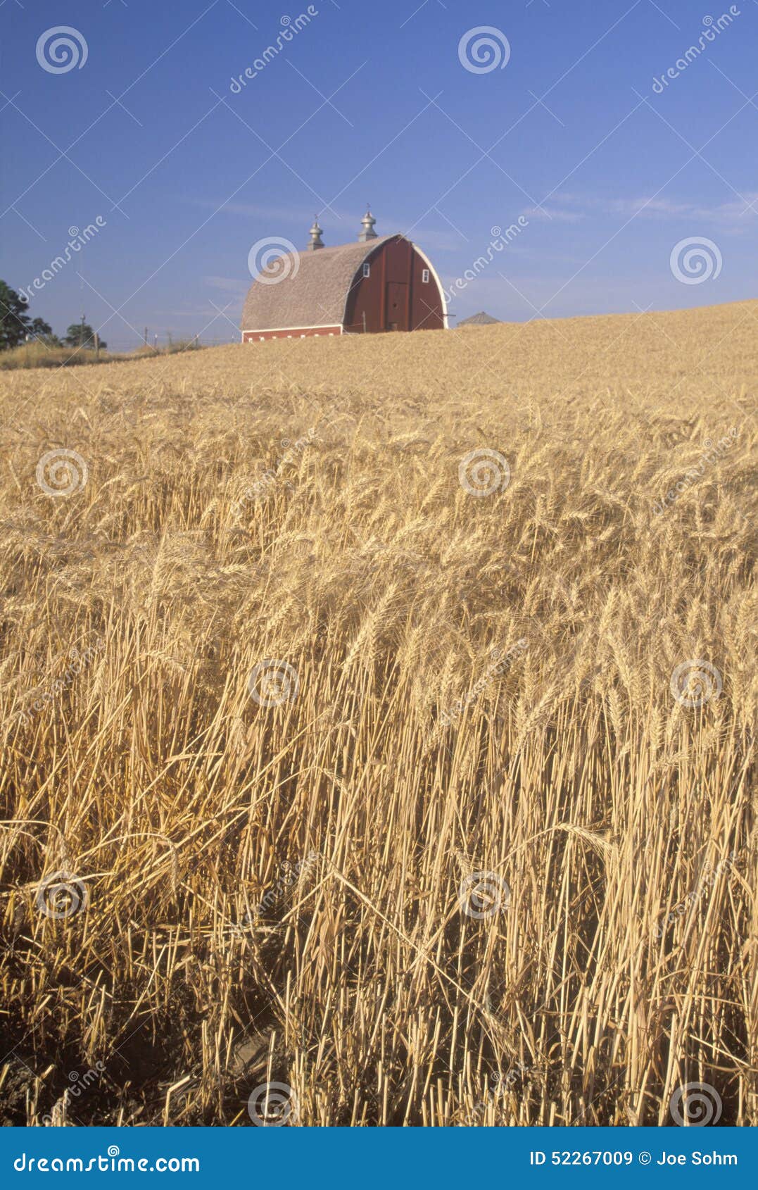 a wheat field and barn in southeast wa