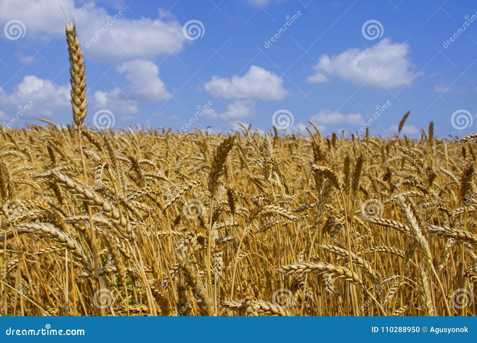 wheat field. cereals. harvest on an agricultural field. agrarian sector of production