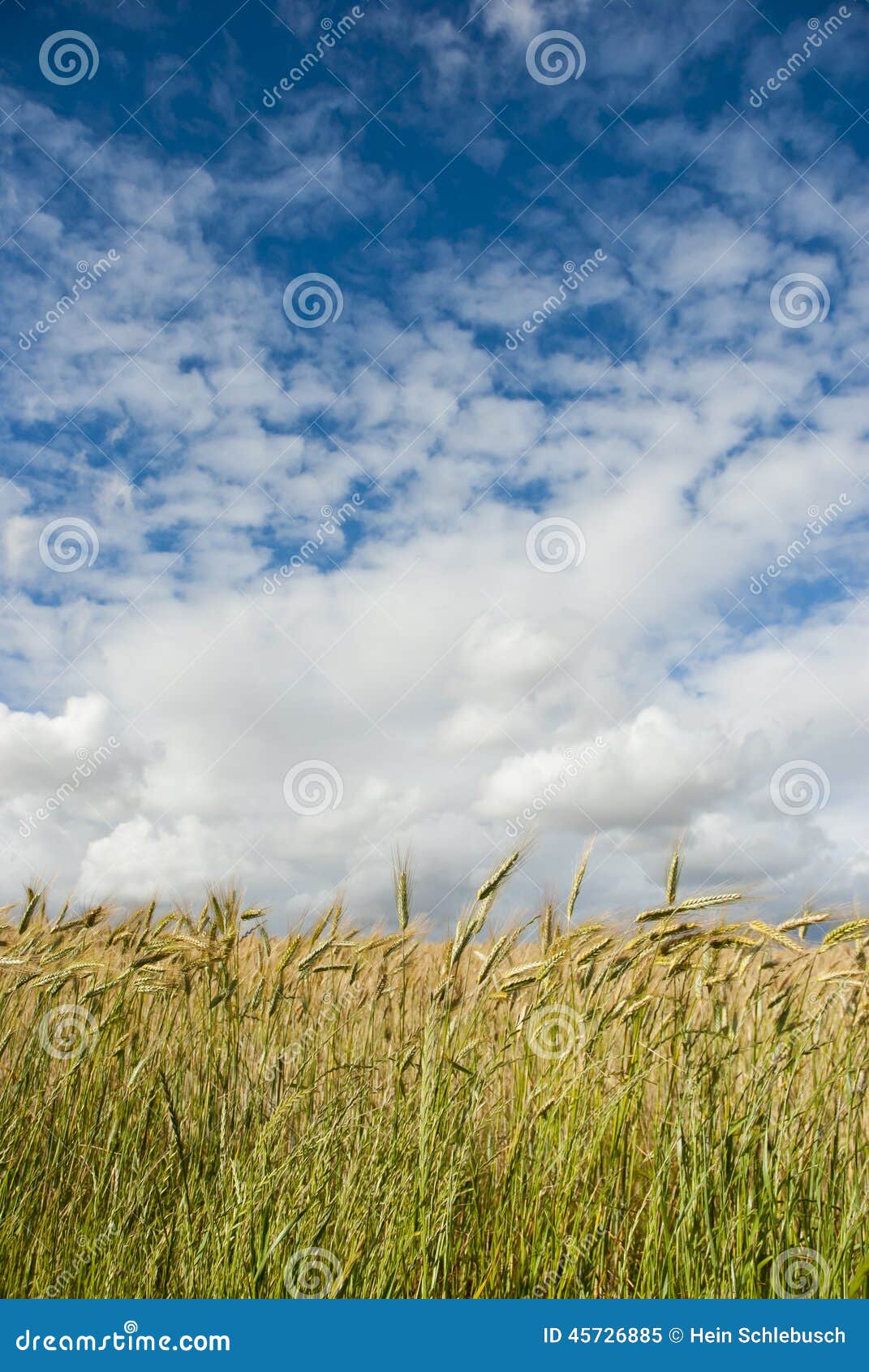 Wheat Field with Clouds Above Stock Image Image of growth