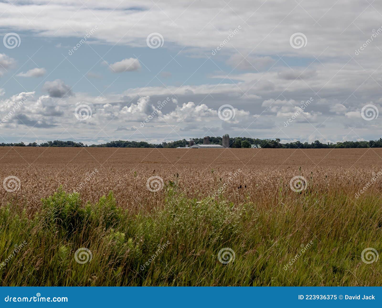 Wheat Field with Clouds stock image. Image of meadow 223936375