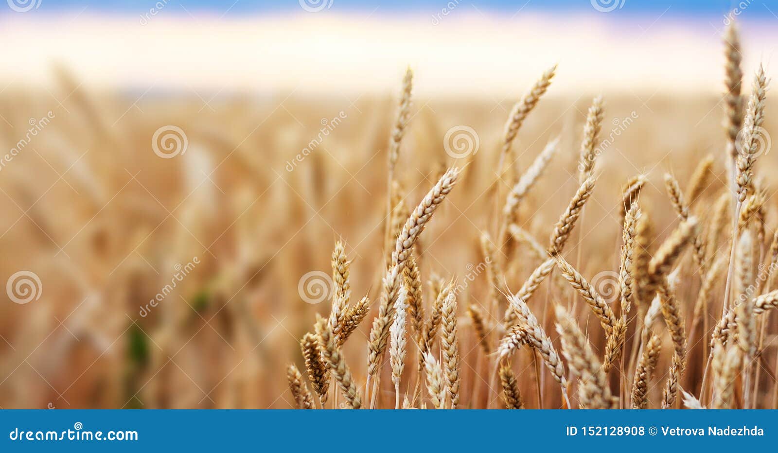 Wheat Field Ears Golden Wheat Close. Wallpaper Stock Photo - Image of  bright, crop: 152128908