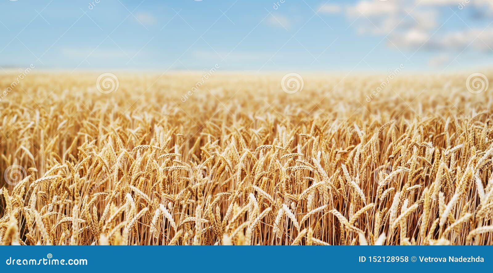 Wheat Field Ears Golden Wheat Close. Wallpaper Stock Photo - Image of background, ears: 152128958 Wheat Field Ears Golden Wheat Close. Wallpaper Stock Photo - Image of background, ears: 152128958