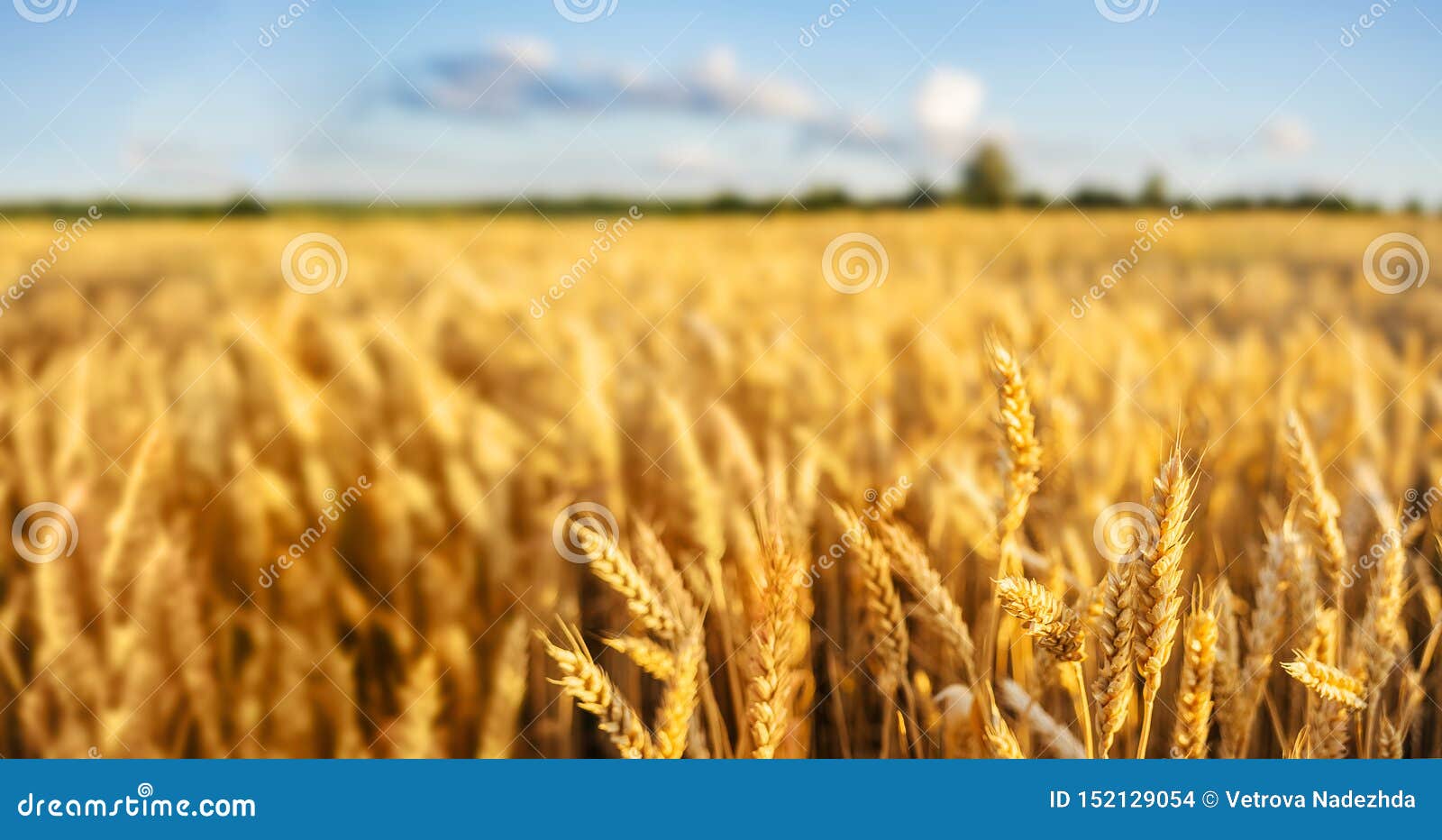 Wheat Field Ears Golden Wheat Close. Wallpaper Stock Photo - Image of  farming, banner: 152129054