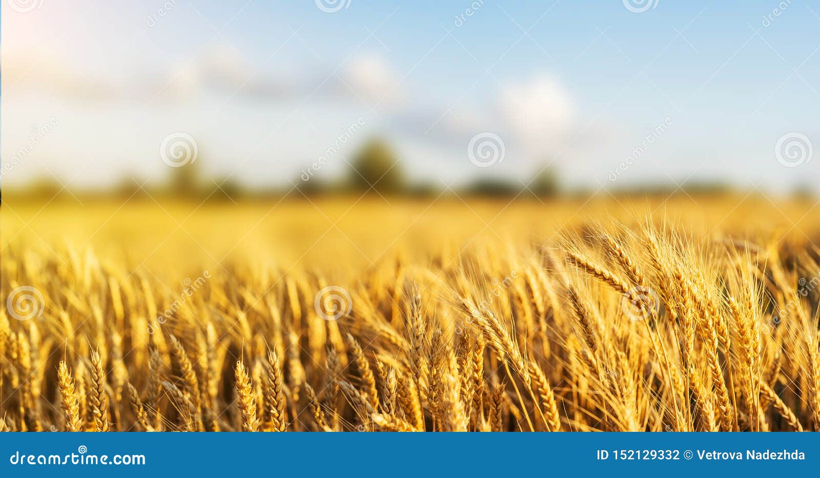 Wheat Field Ears Golden Wheat Close. Wallpaper Stock Photo - Image of  landscape, cultivate: 152129332