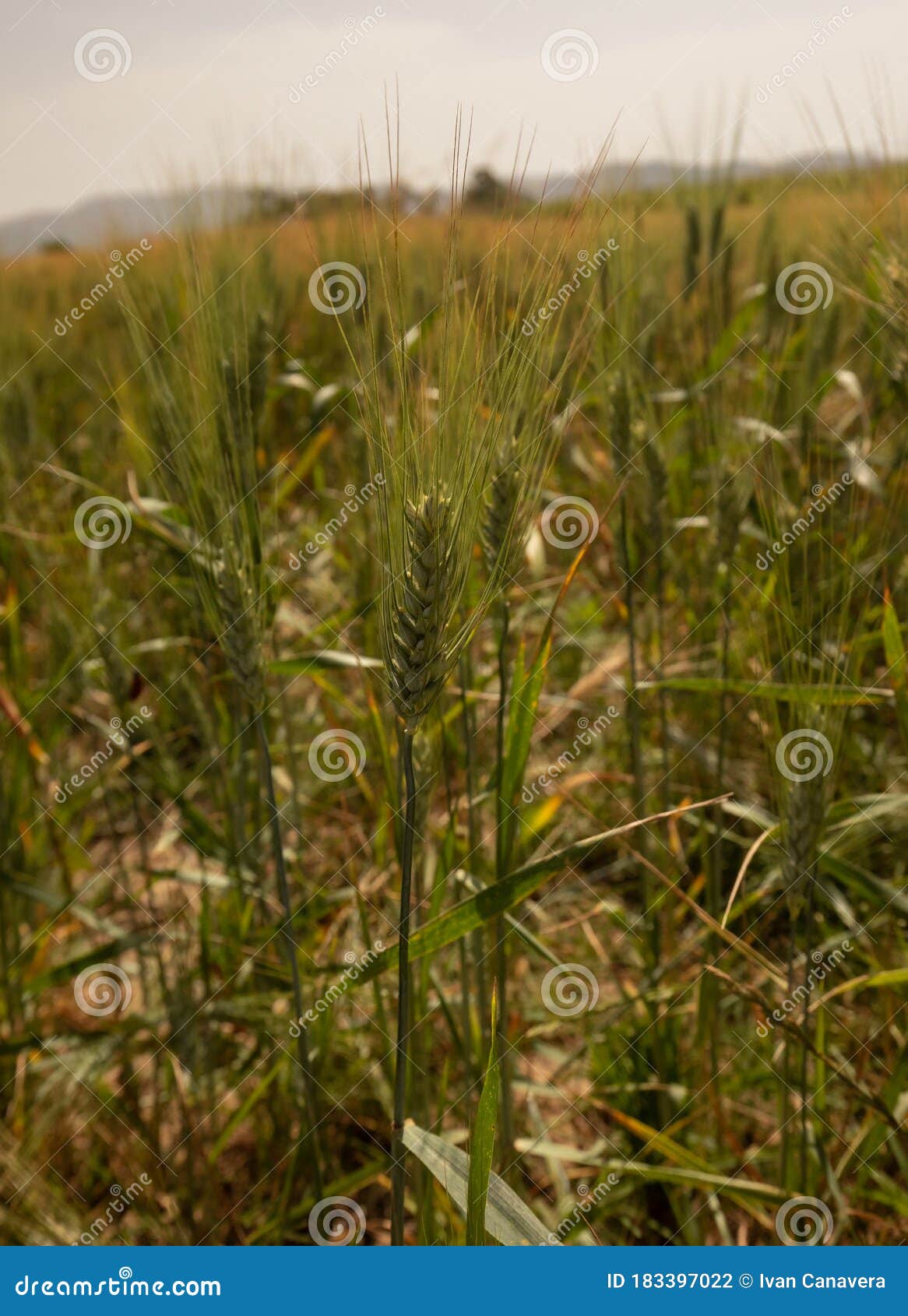 wheat field with flowering spikes ready for harvest