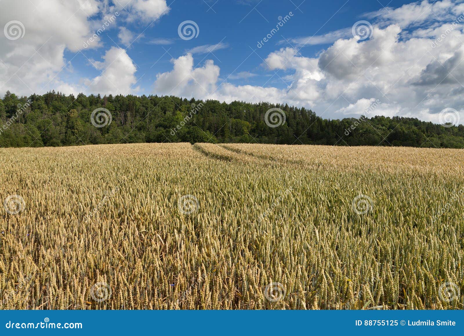 Wheat field. stock image. Image of plant, grass, wheat 88755125