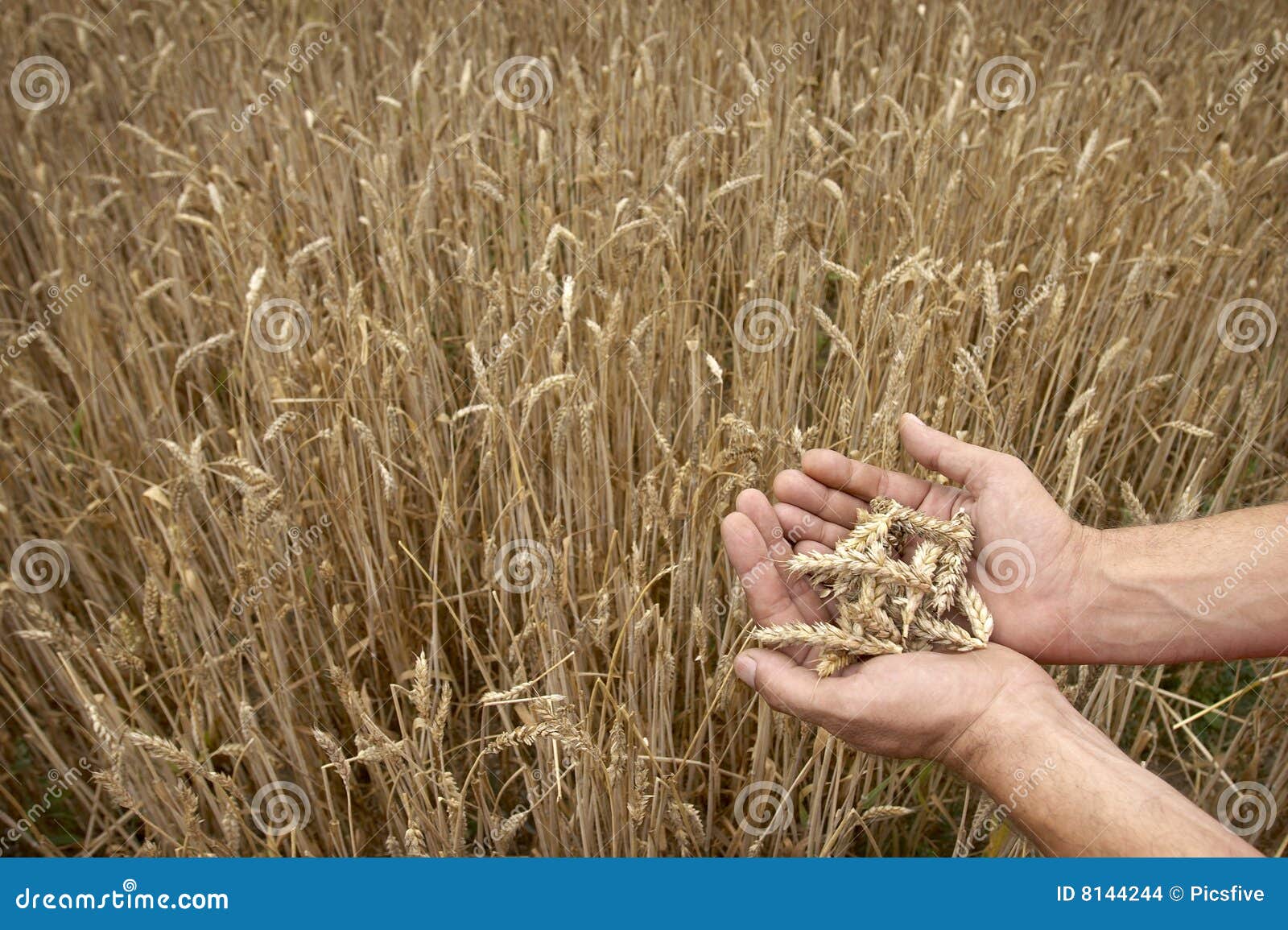 Wheat field hands stock photo. Image of environment, farming 8144244