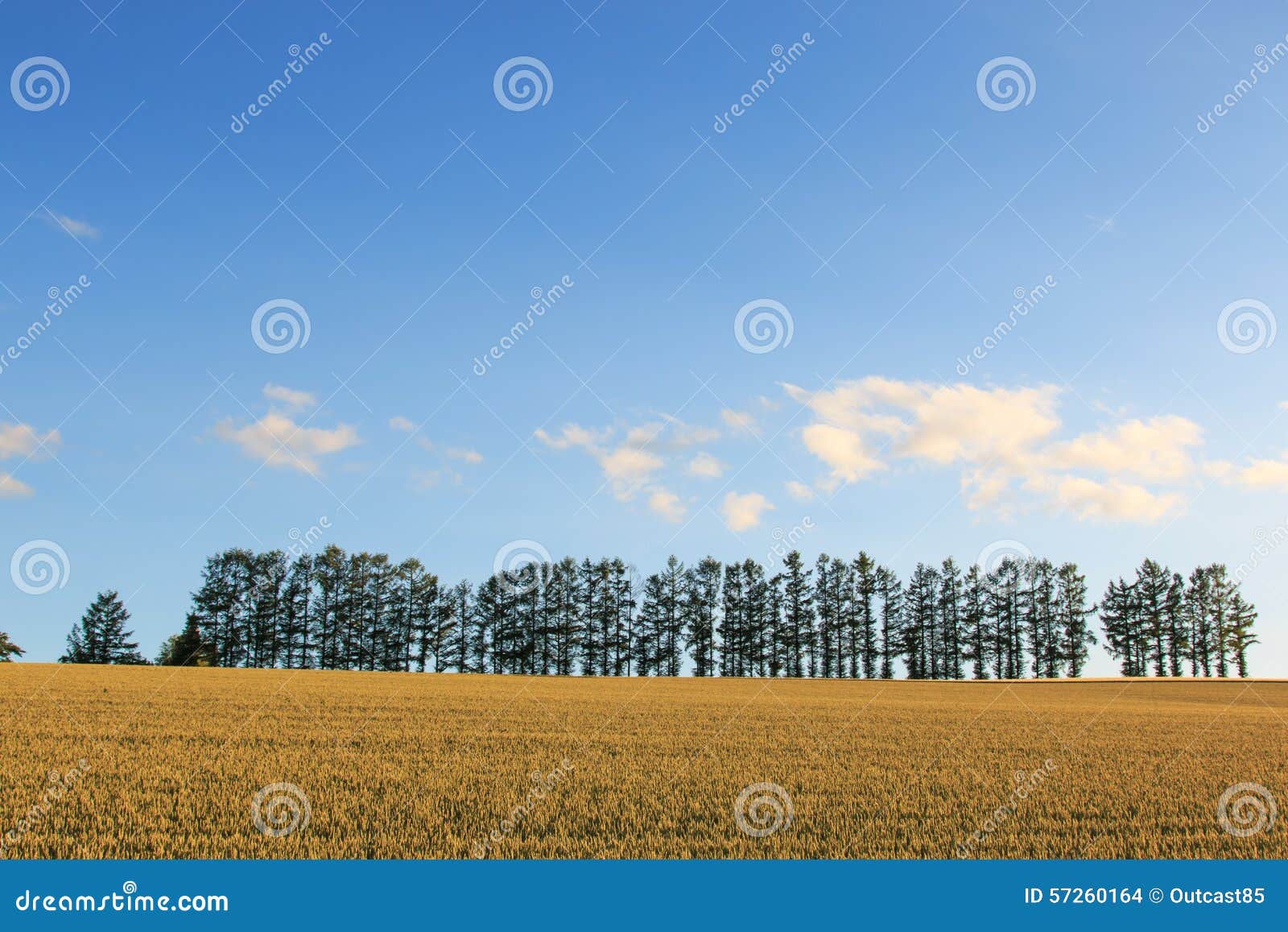 Wheat Field in Hokkaido, Japan Stock Photo Image of beauty, growth