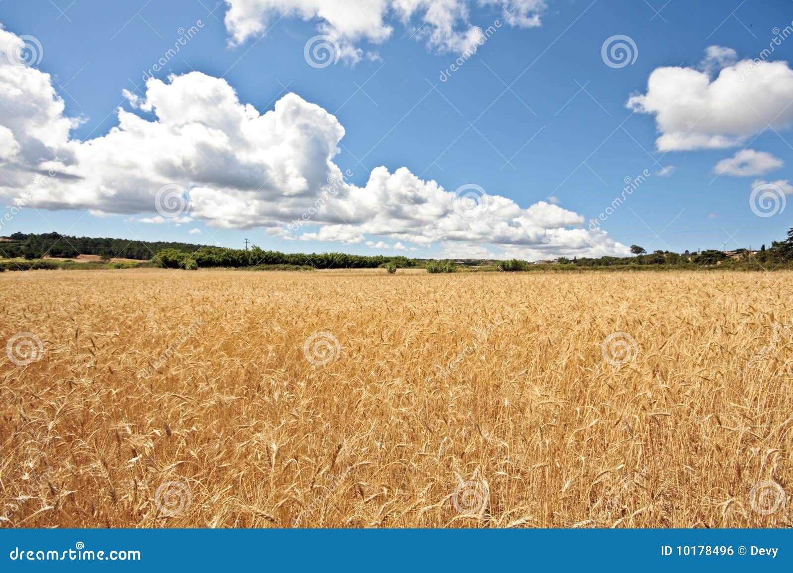 Wheat field in Portugal stock photo. Image of corn, beauty 10178496