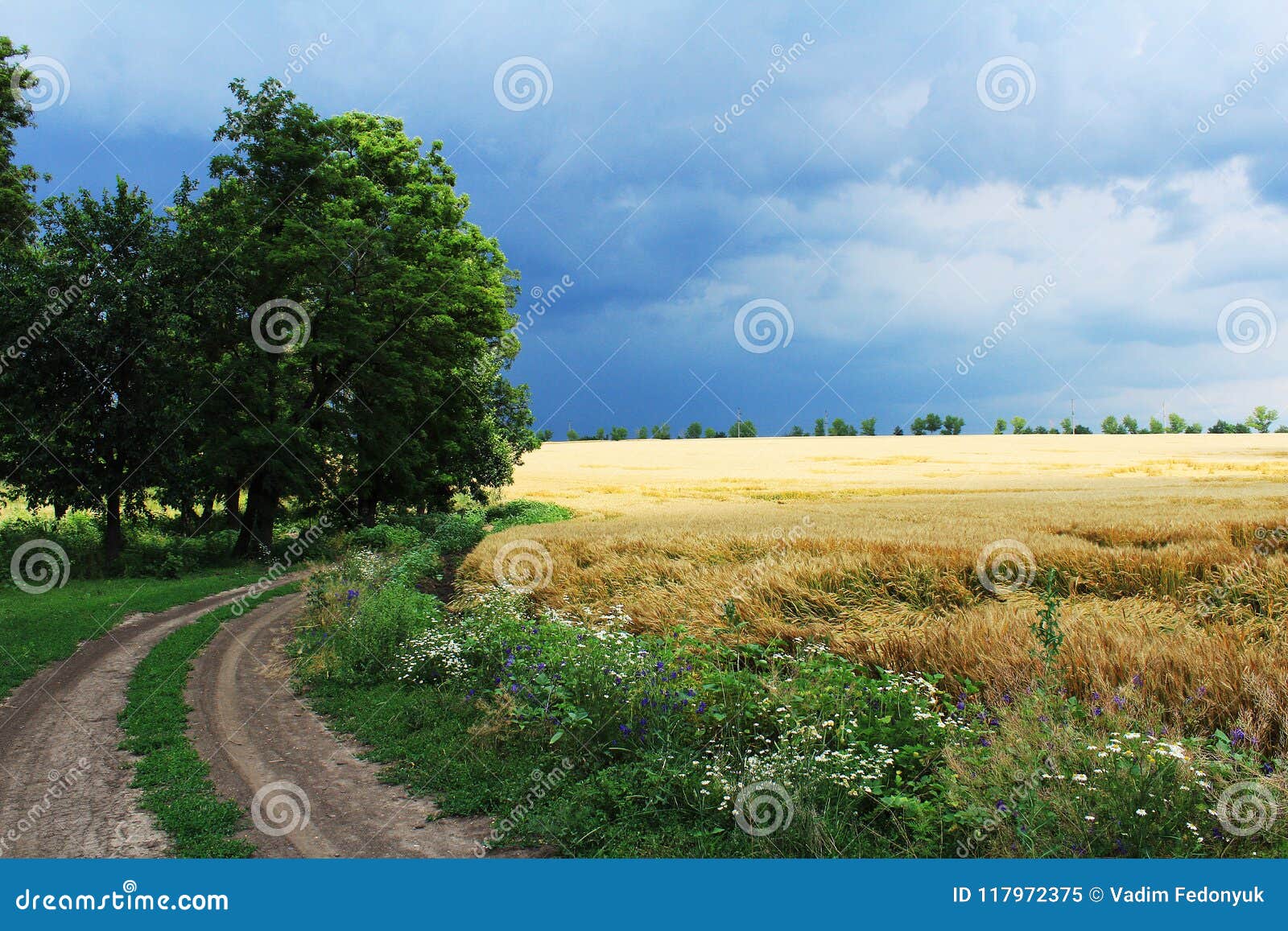 Wheat field in the rain stock image. Image of rain, picturesque - 117972375