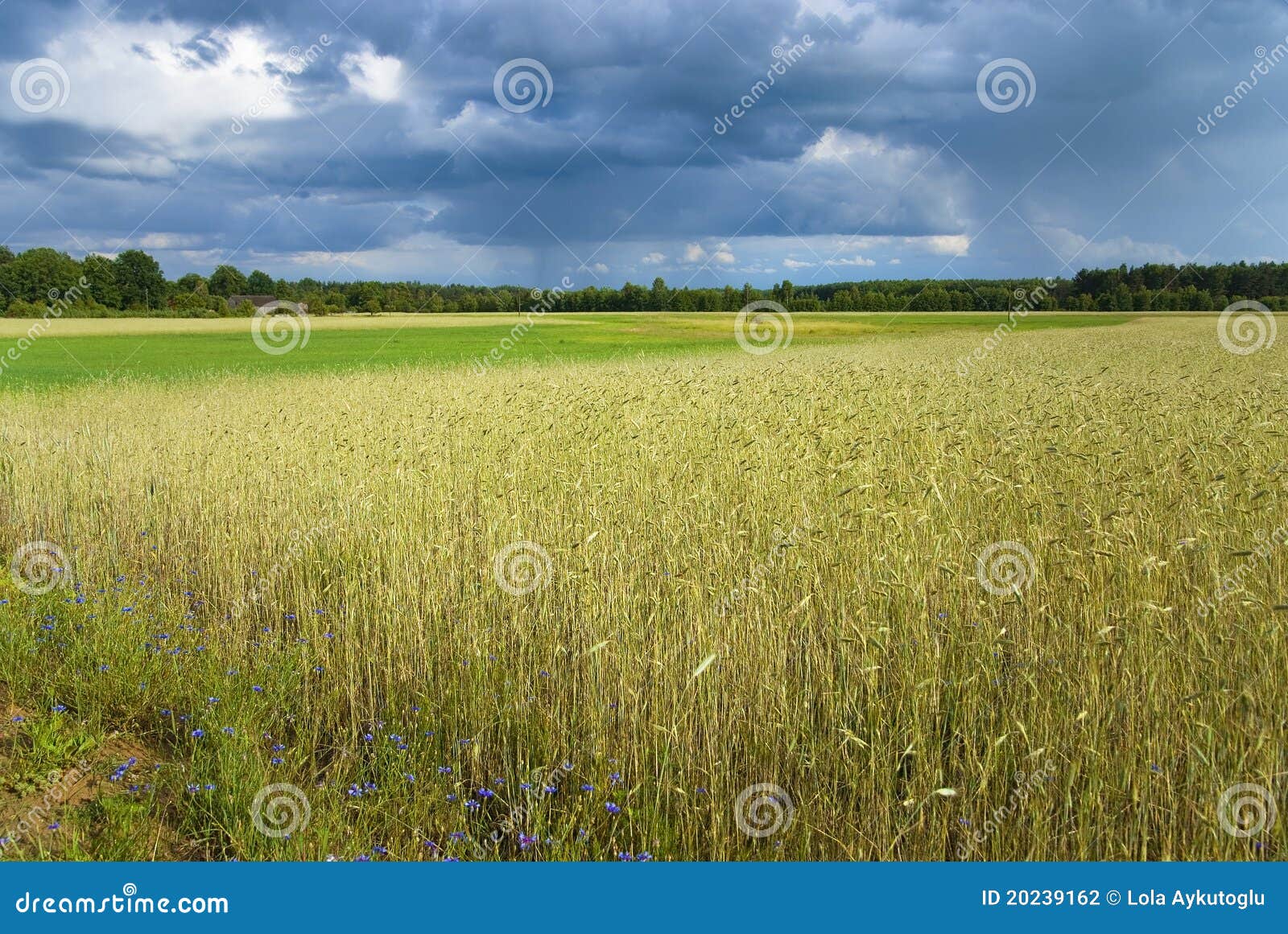 Wheat field after a rain stock photo. Image of farmland - 20239162
