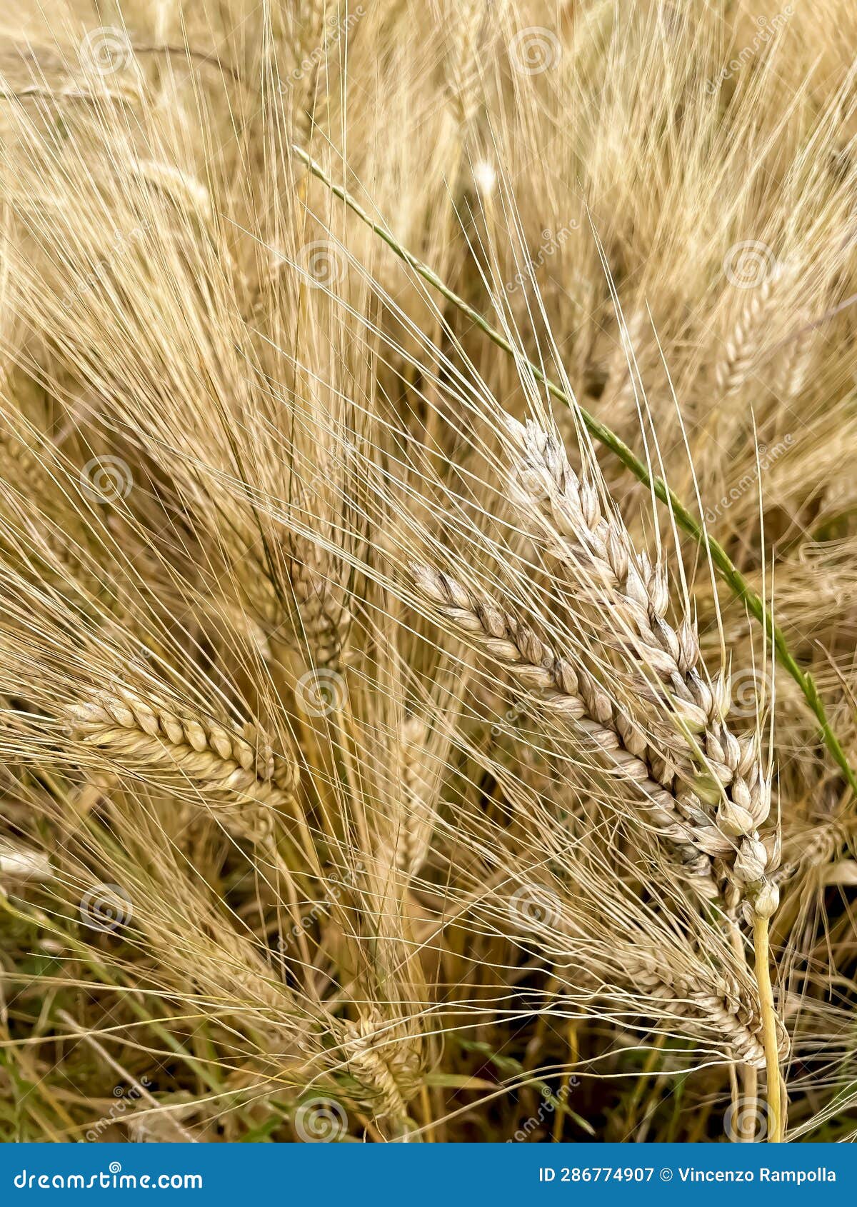 wheat field with ripe ear ready to be harvested