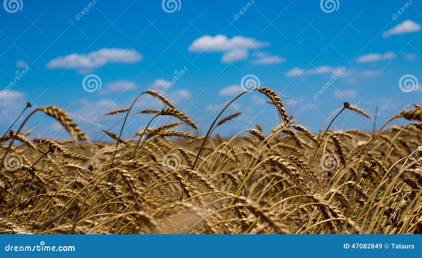 Wheat field. Field of ripe wheat over cloudy sky.