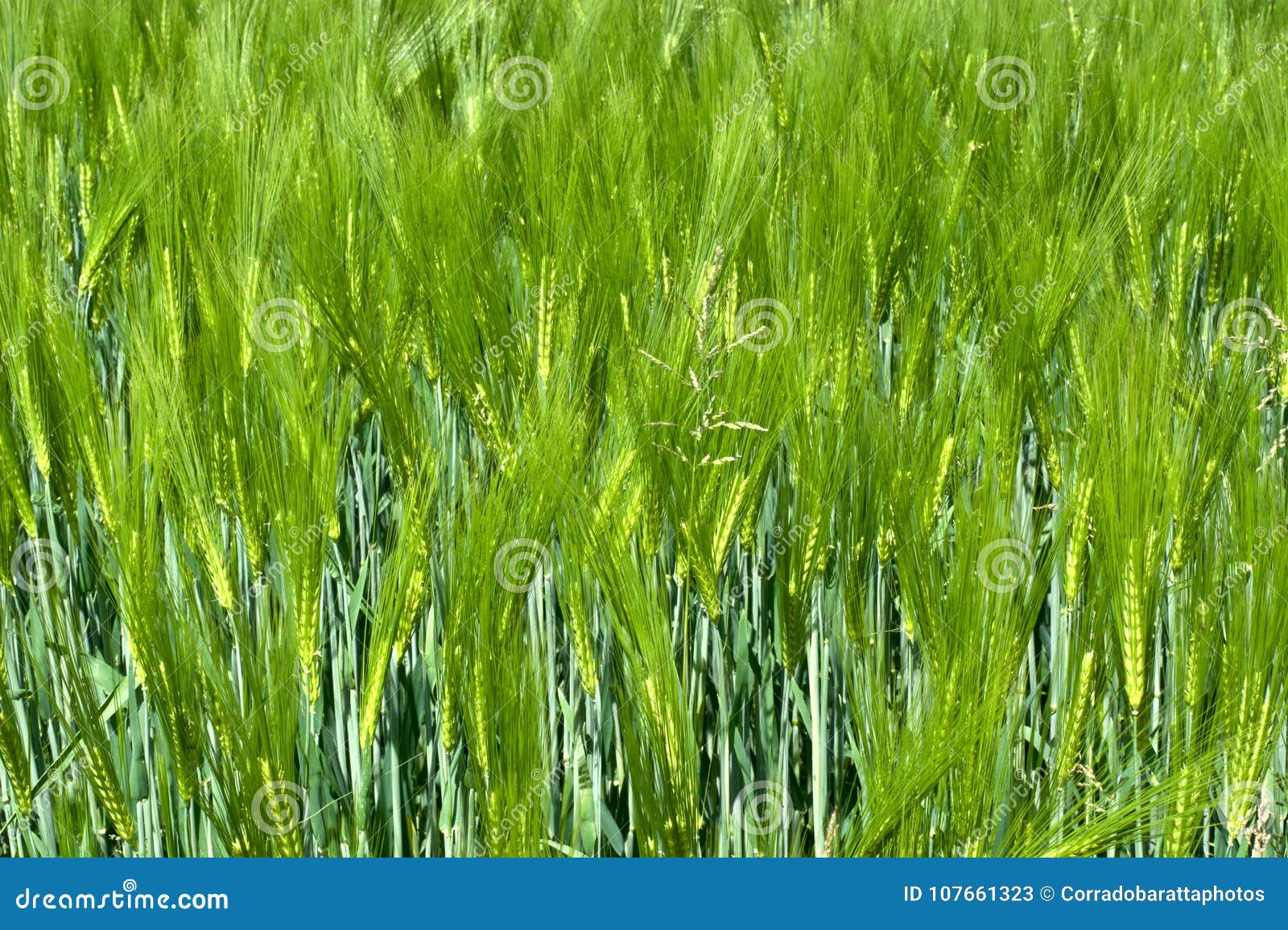 a wheat field at springtime