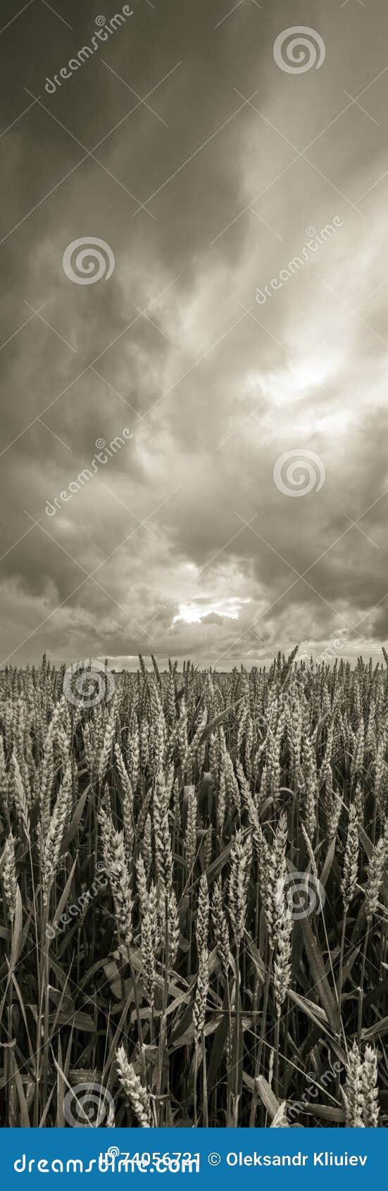 wheat field before the storm