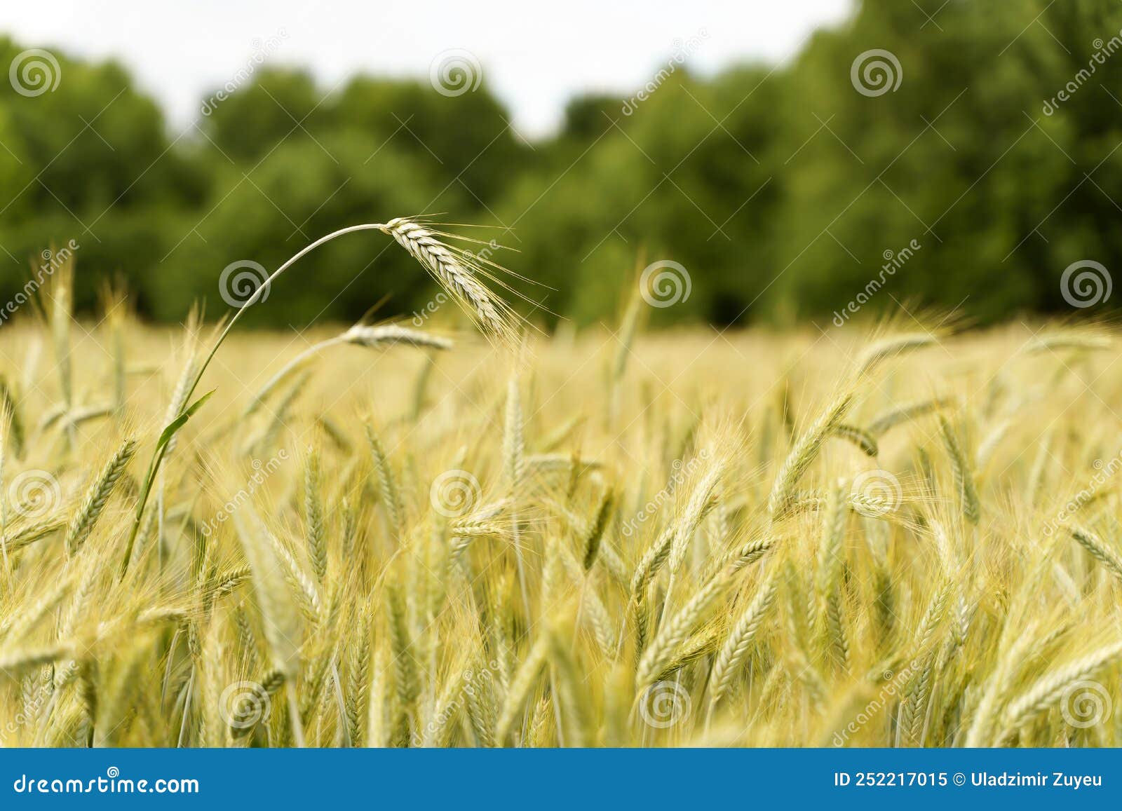 download quality filters for photos download quality filters for photos