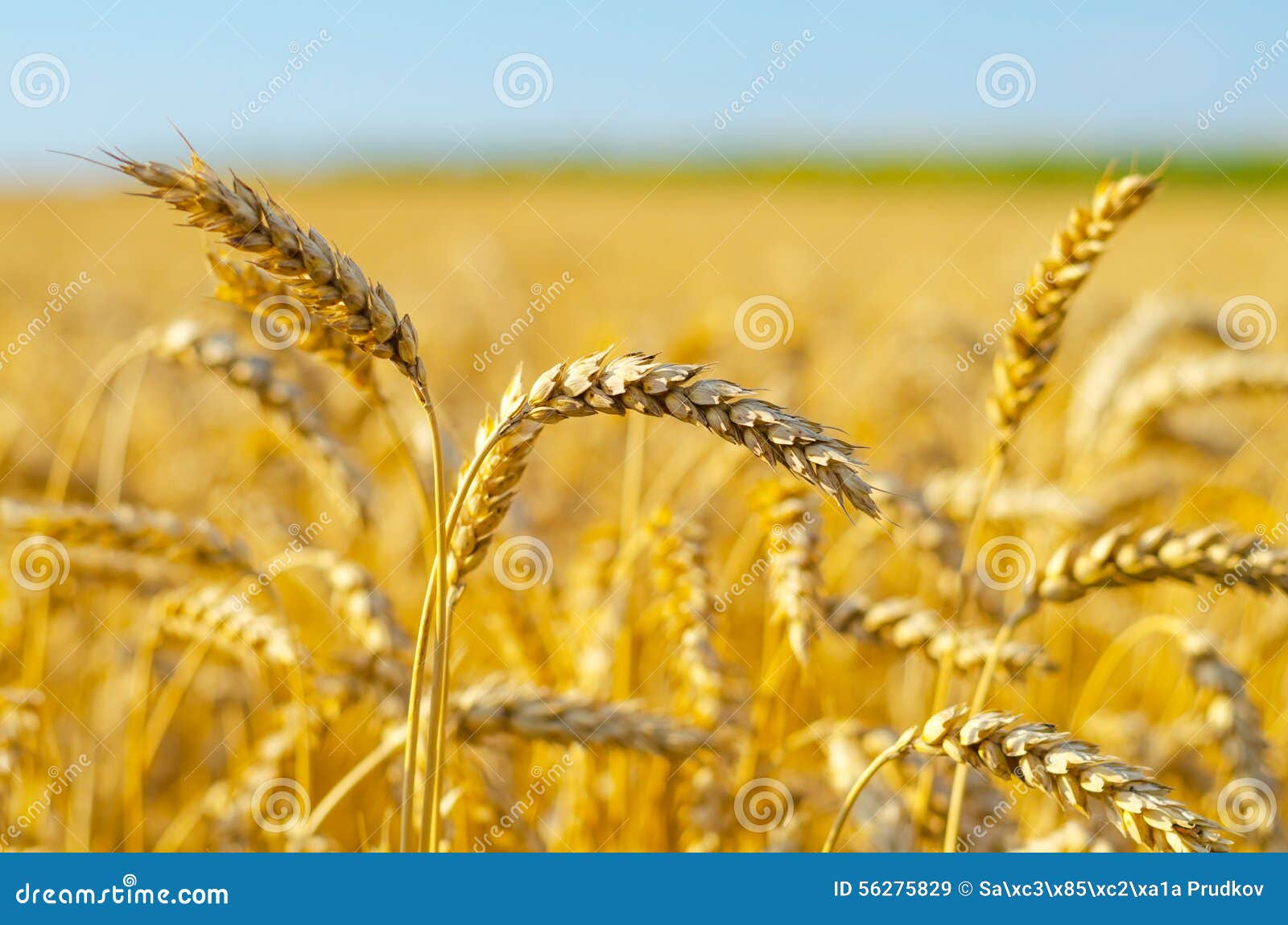 wheat field on sunny summer day